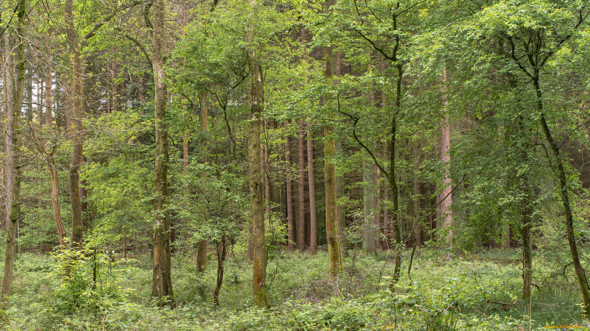 природа, лес, деревья