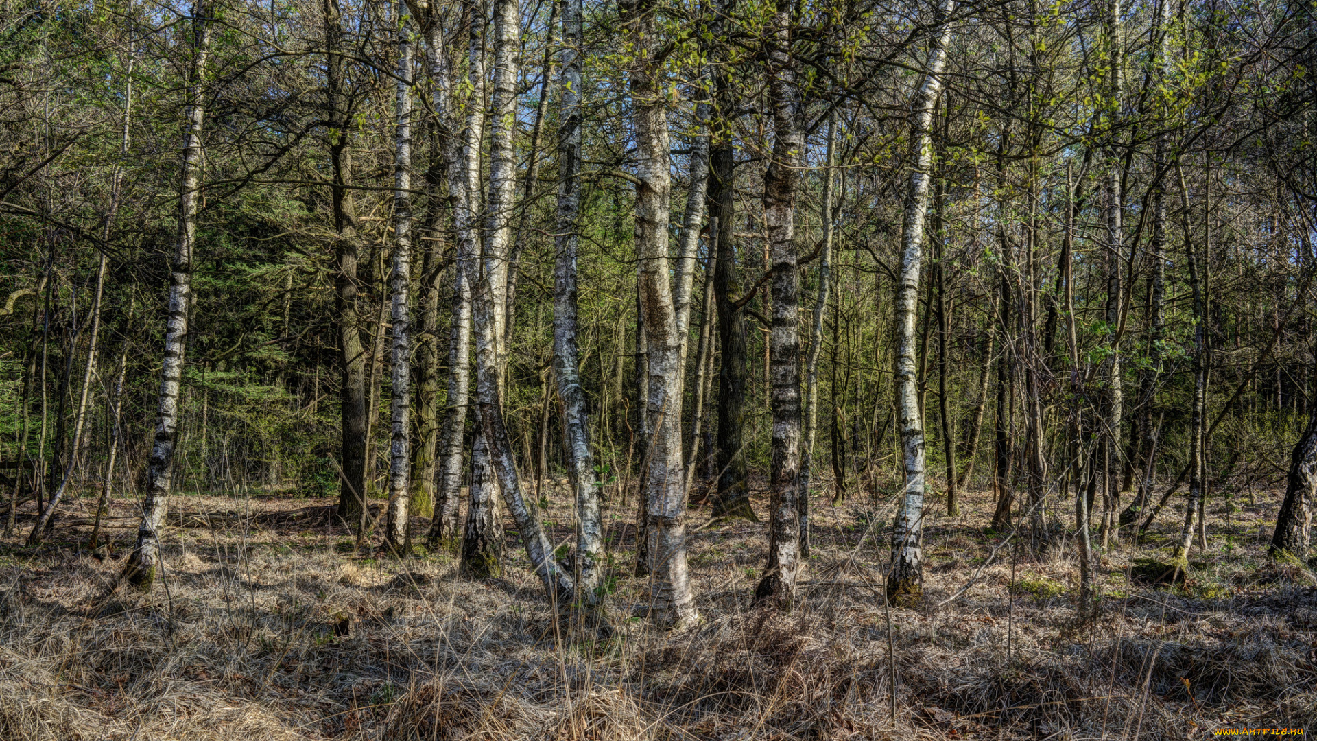 природа, лес, деревья