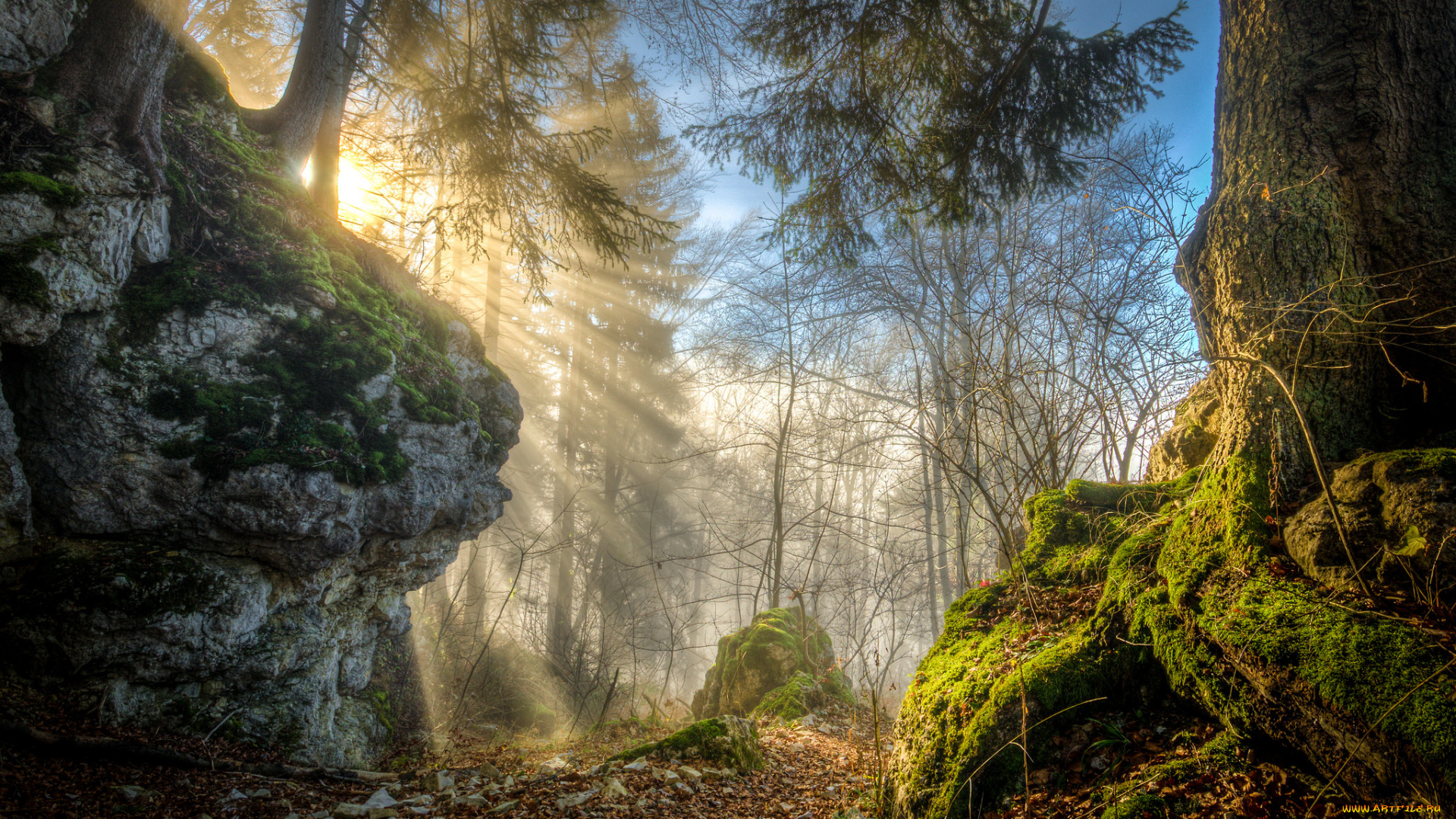 природа, лес, деревья