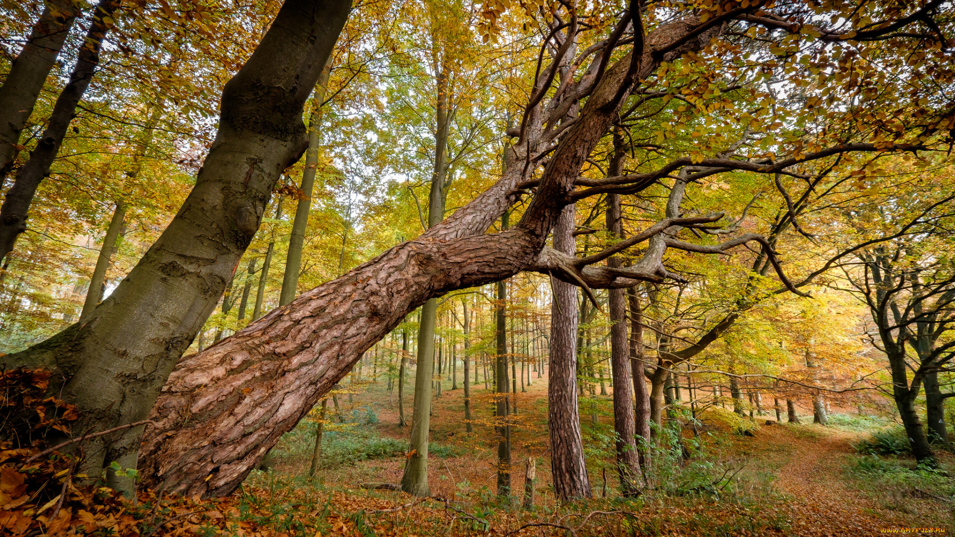 природа, лес, деревьядеревья