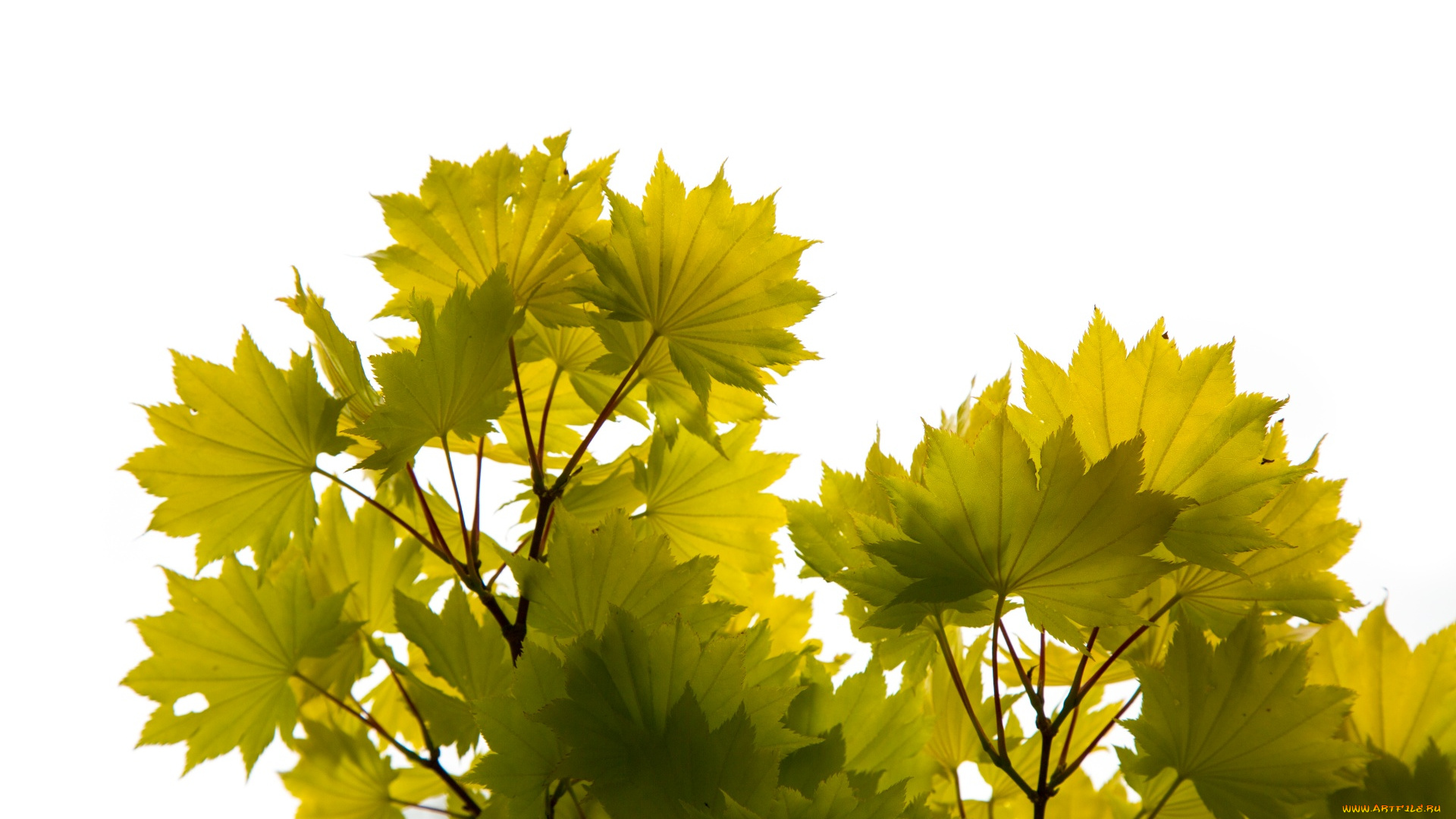 природа, листья, ветка