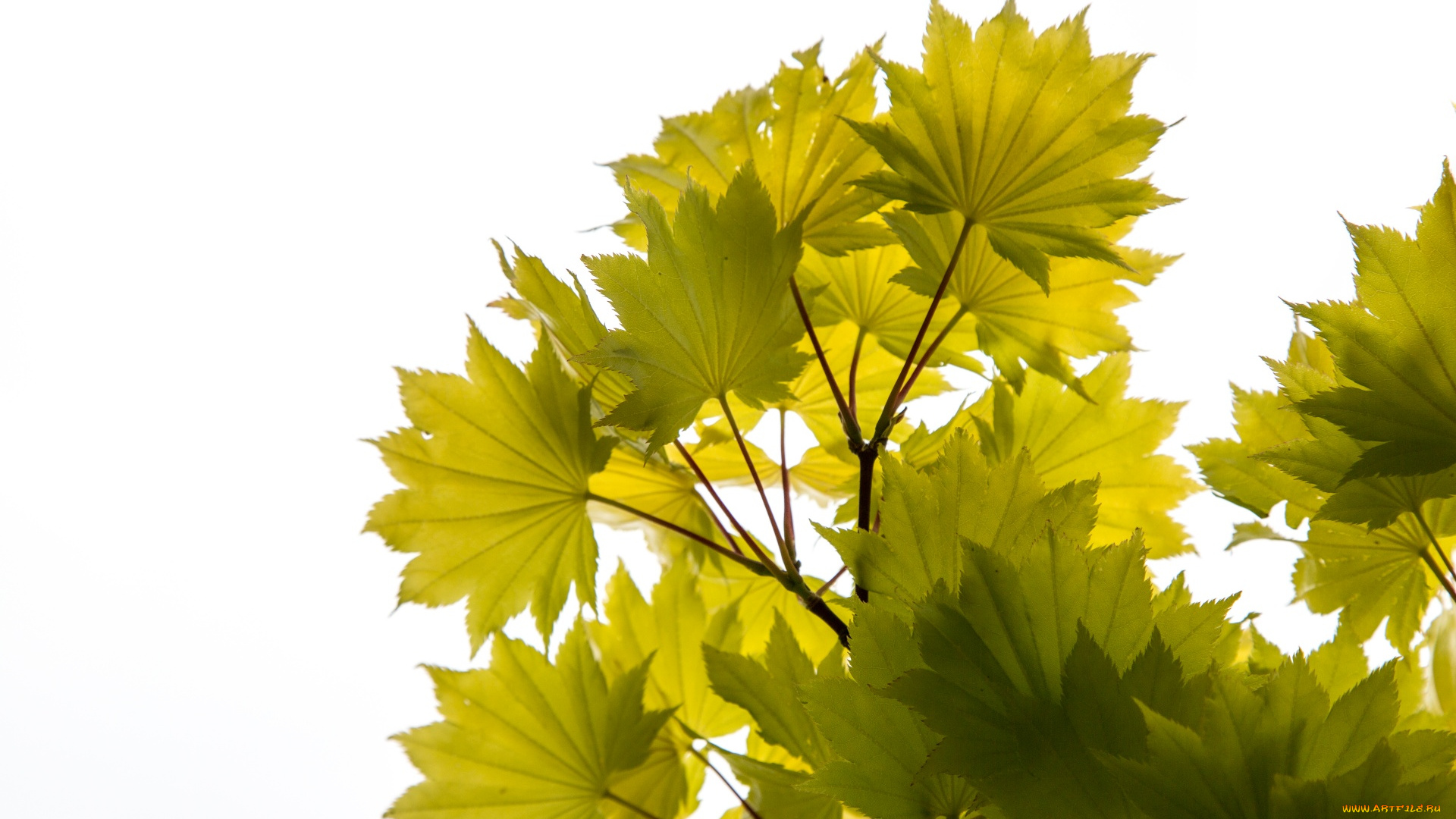 природа, листья, ветка