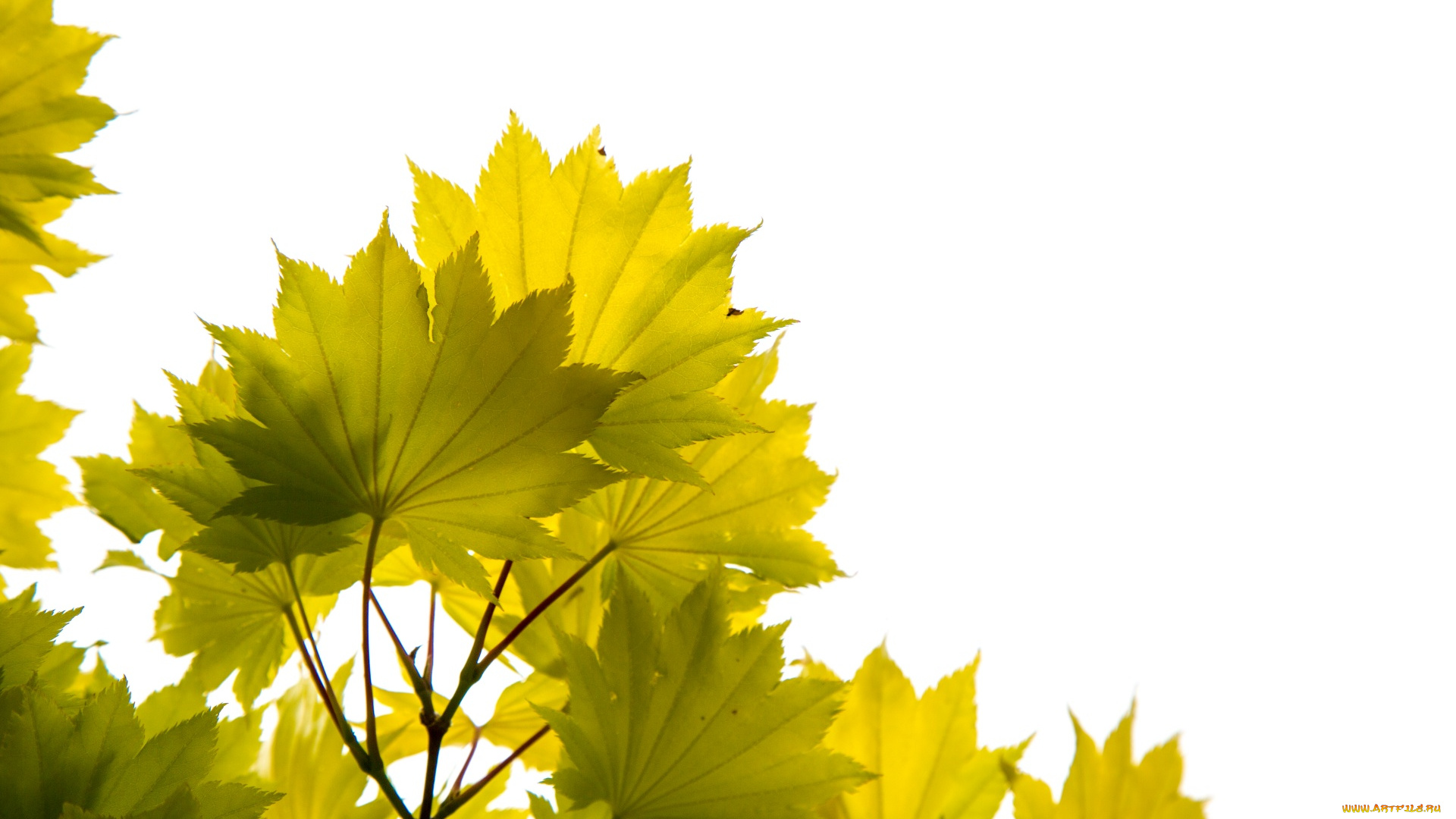 природа, листья, ветка