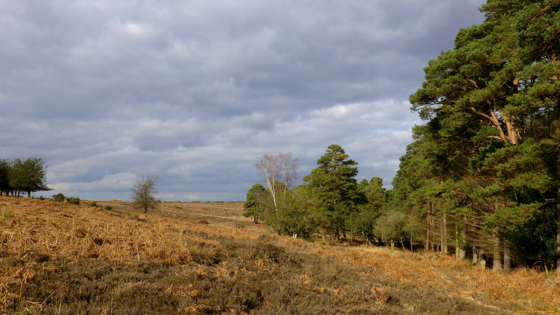 природа, пейзажи, деревья