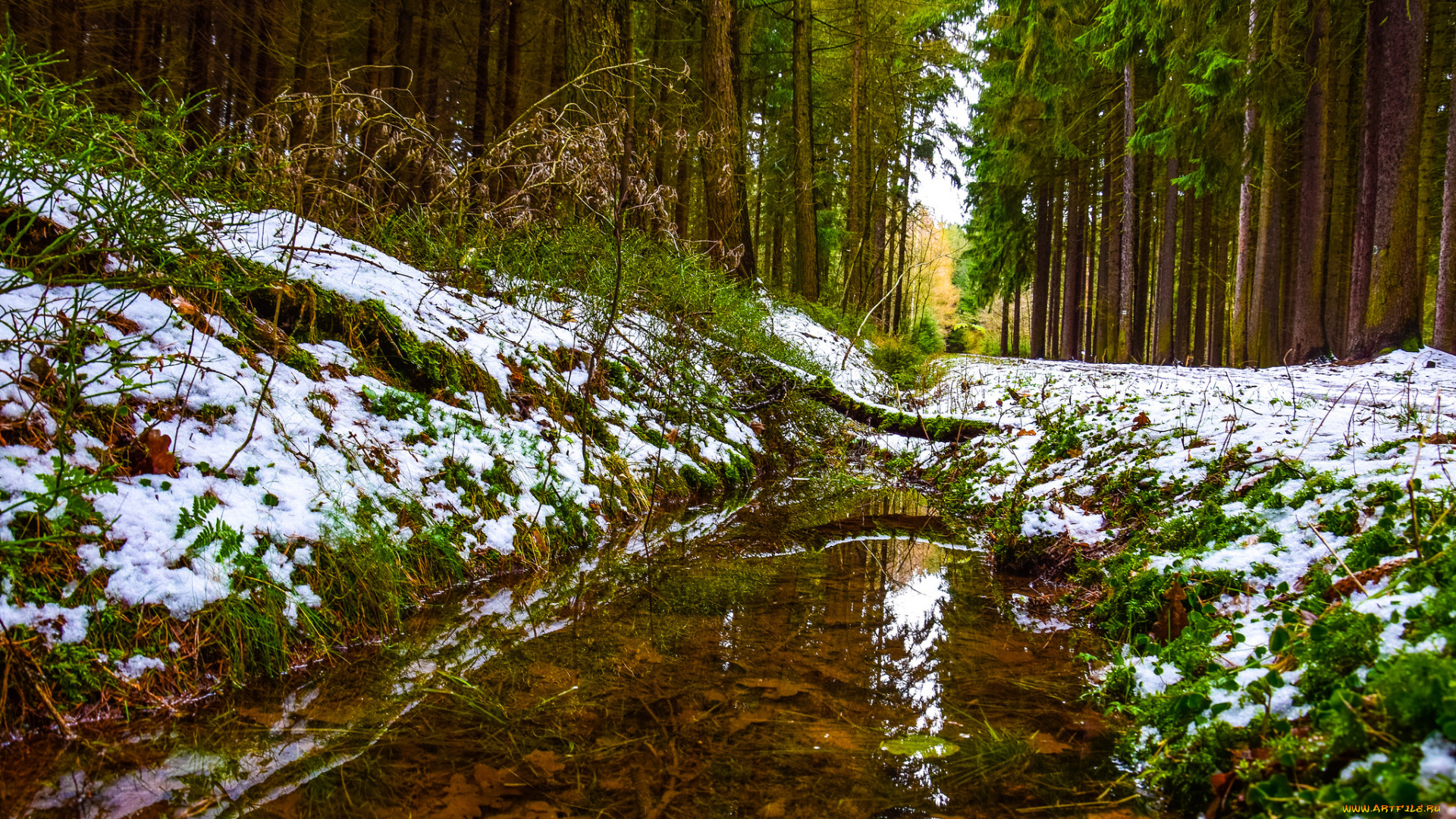 природа, реки, озера, деревья