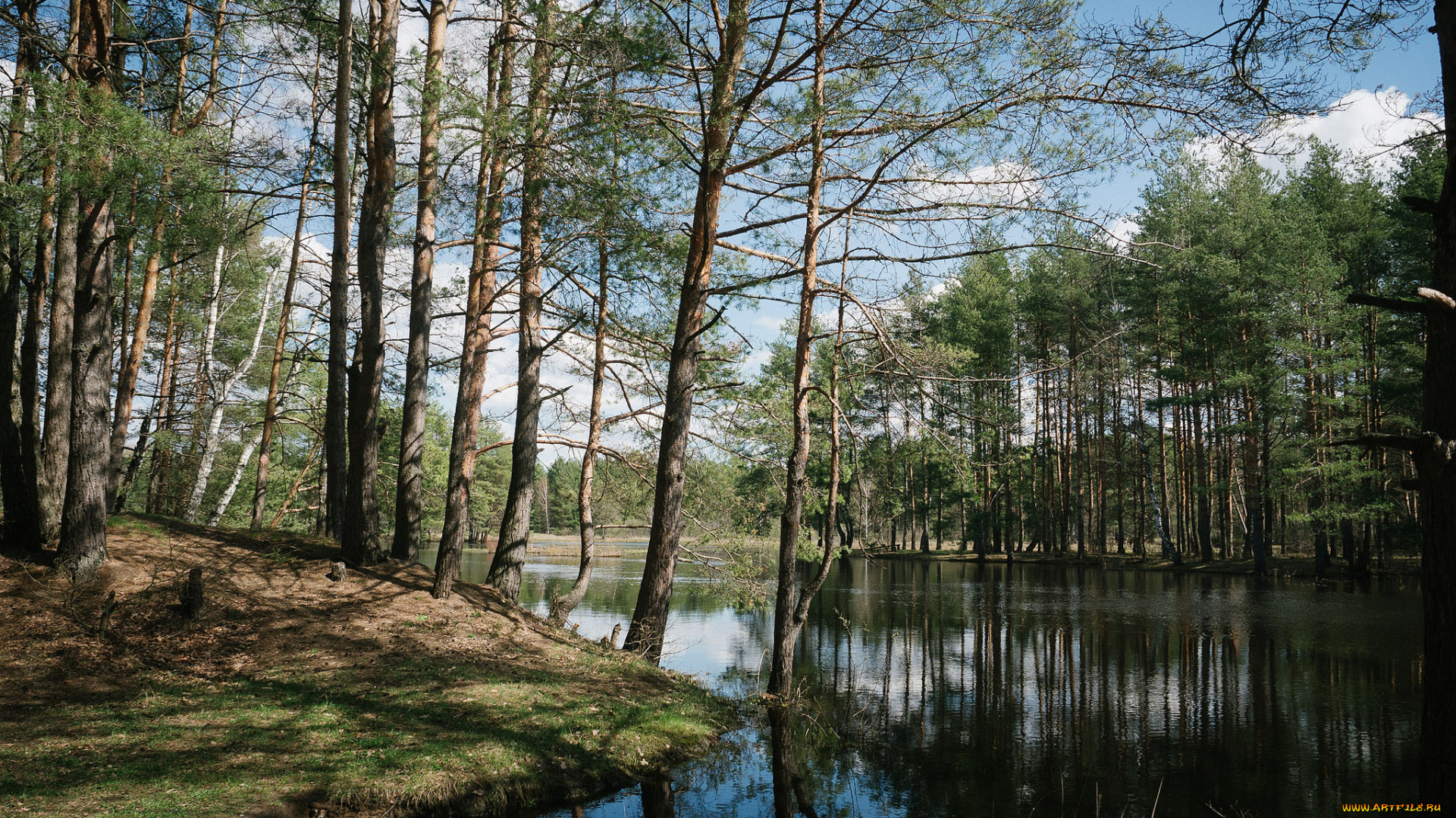 природа, реки, озера, лес, река