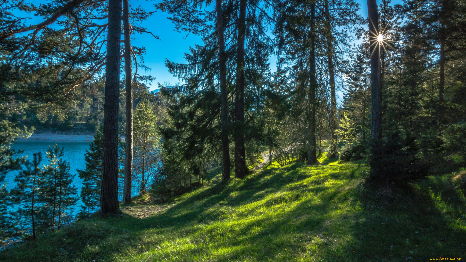 природа, реки, озера, лес, река