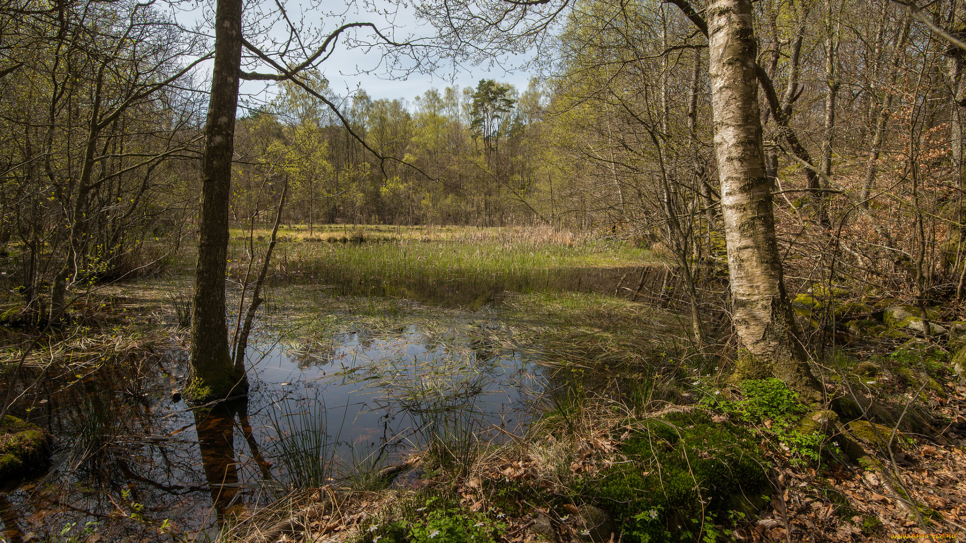 природа, реки, озера, река, лес