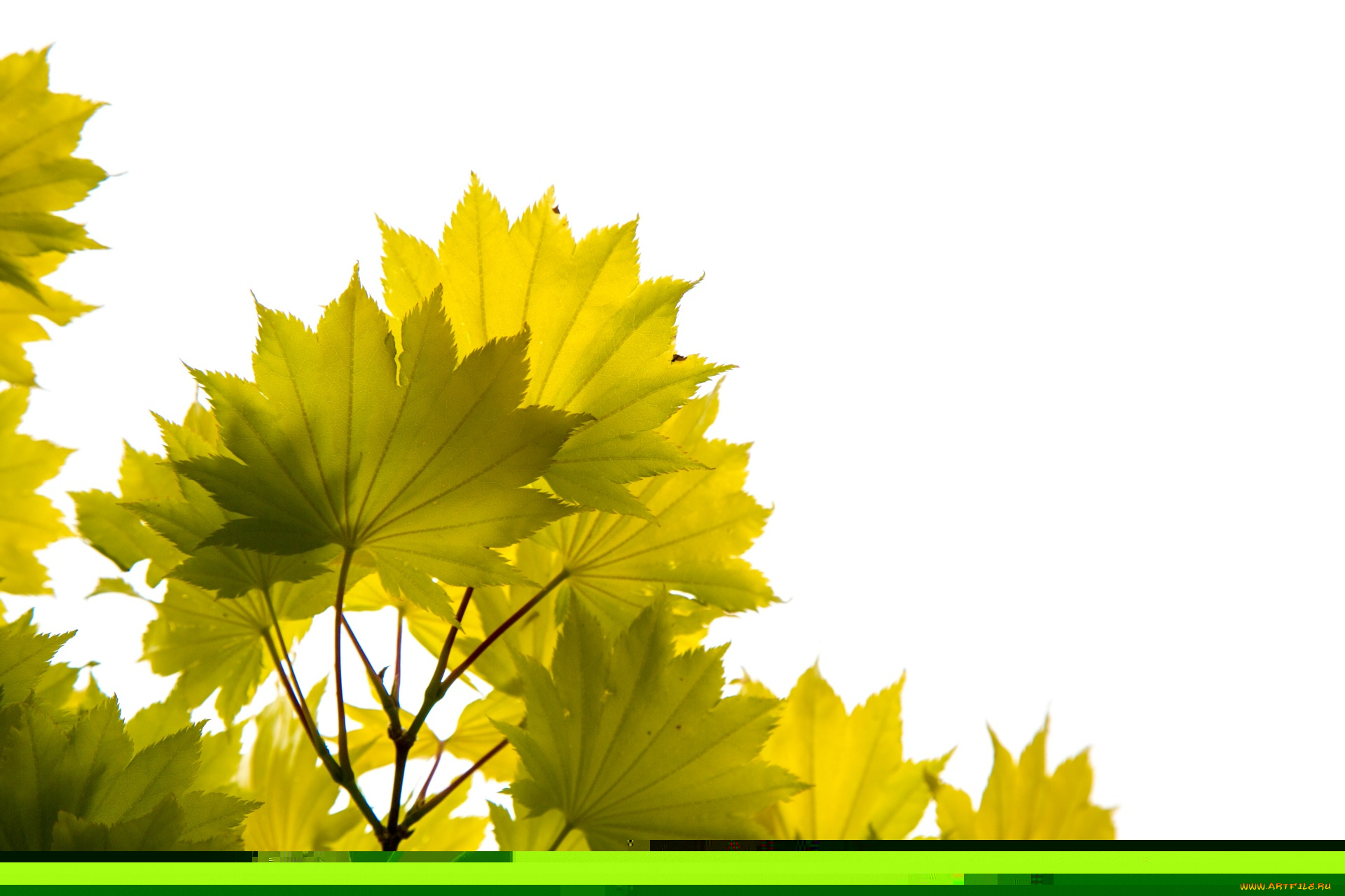 природа, листья, ветка