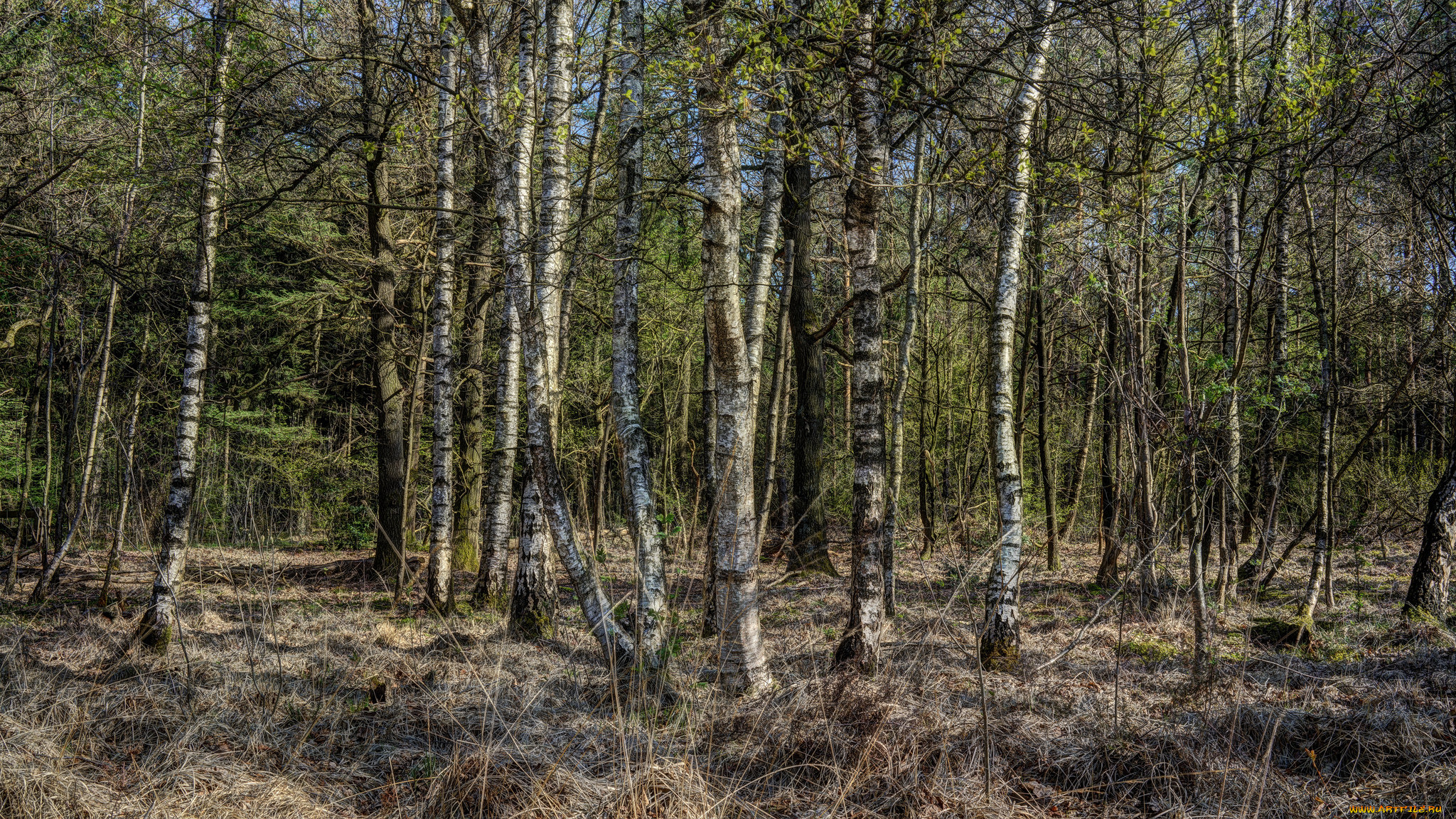 природа, лес, деревья