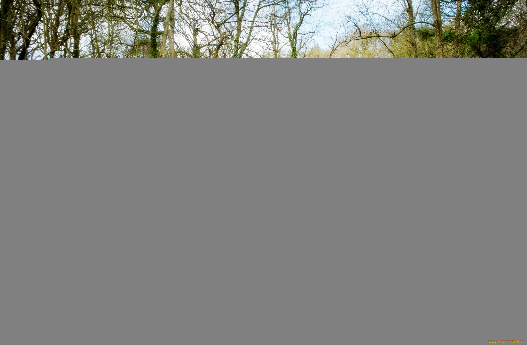 природа, реки, озера, река, лес