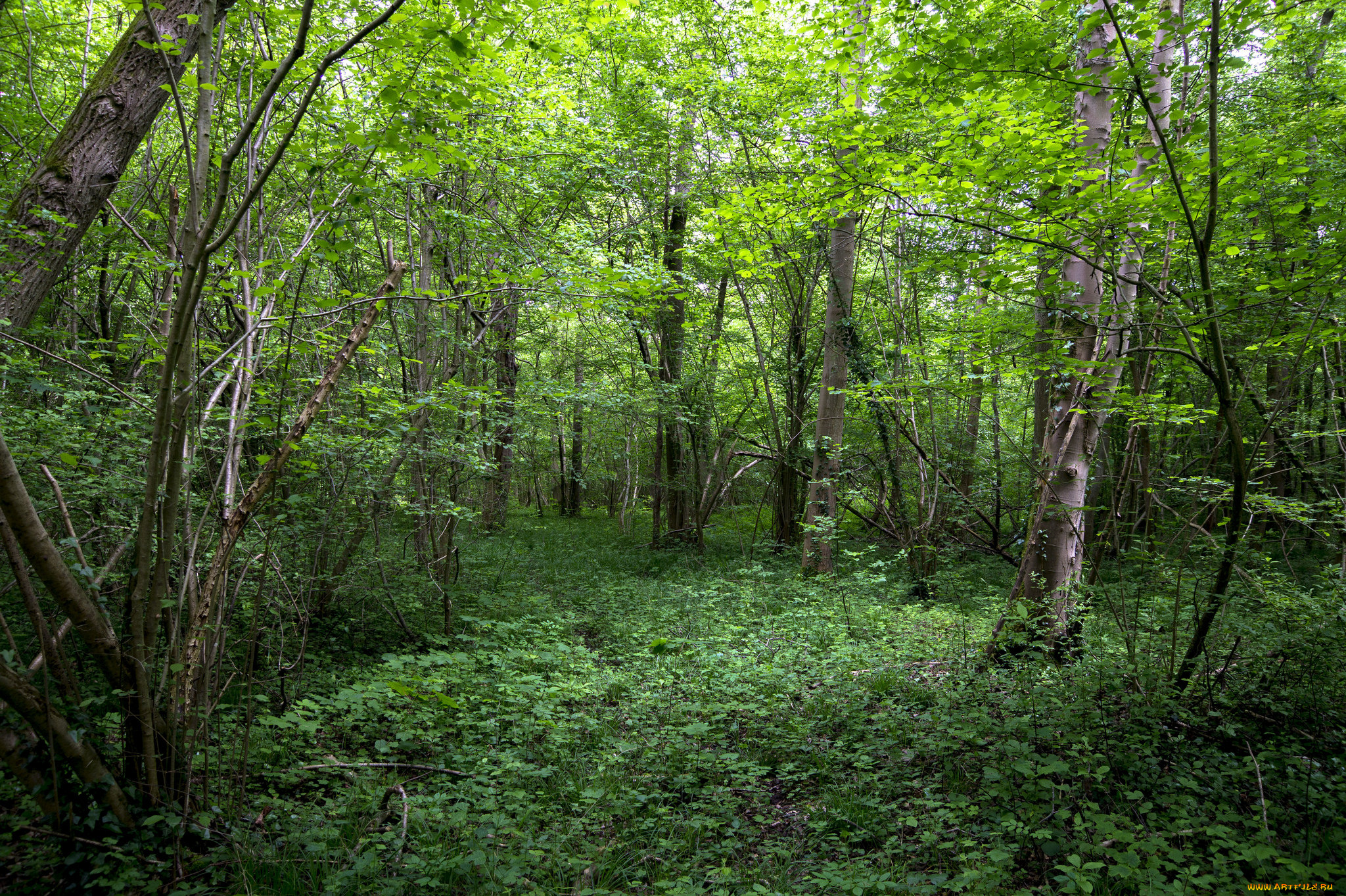 природа, лес, деревья