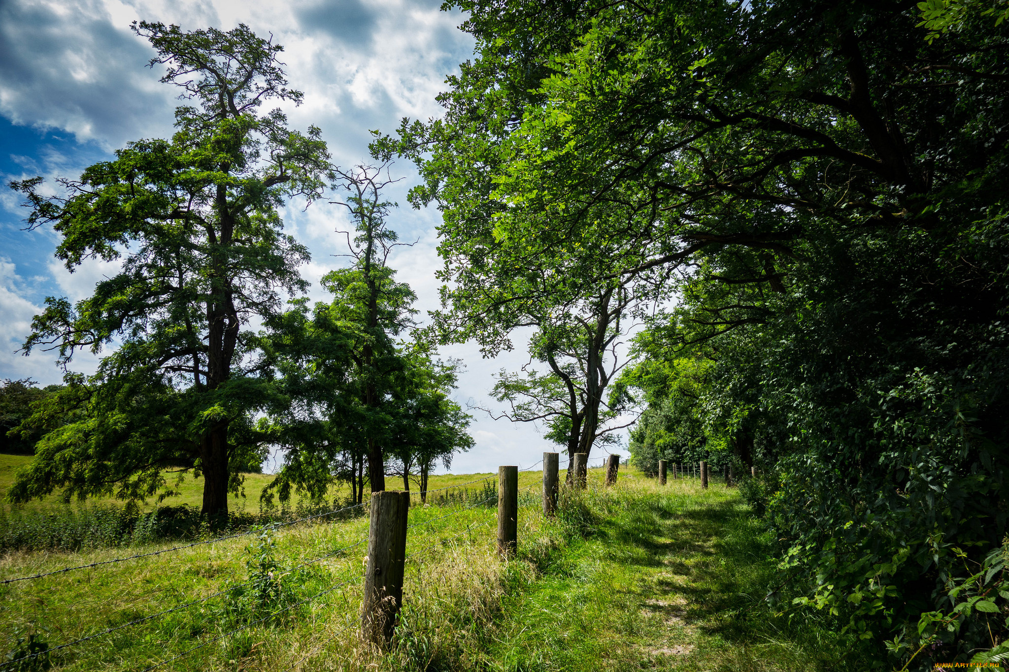 природа, лес, деревья