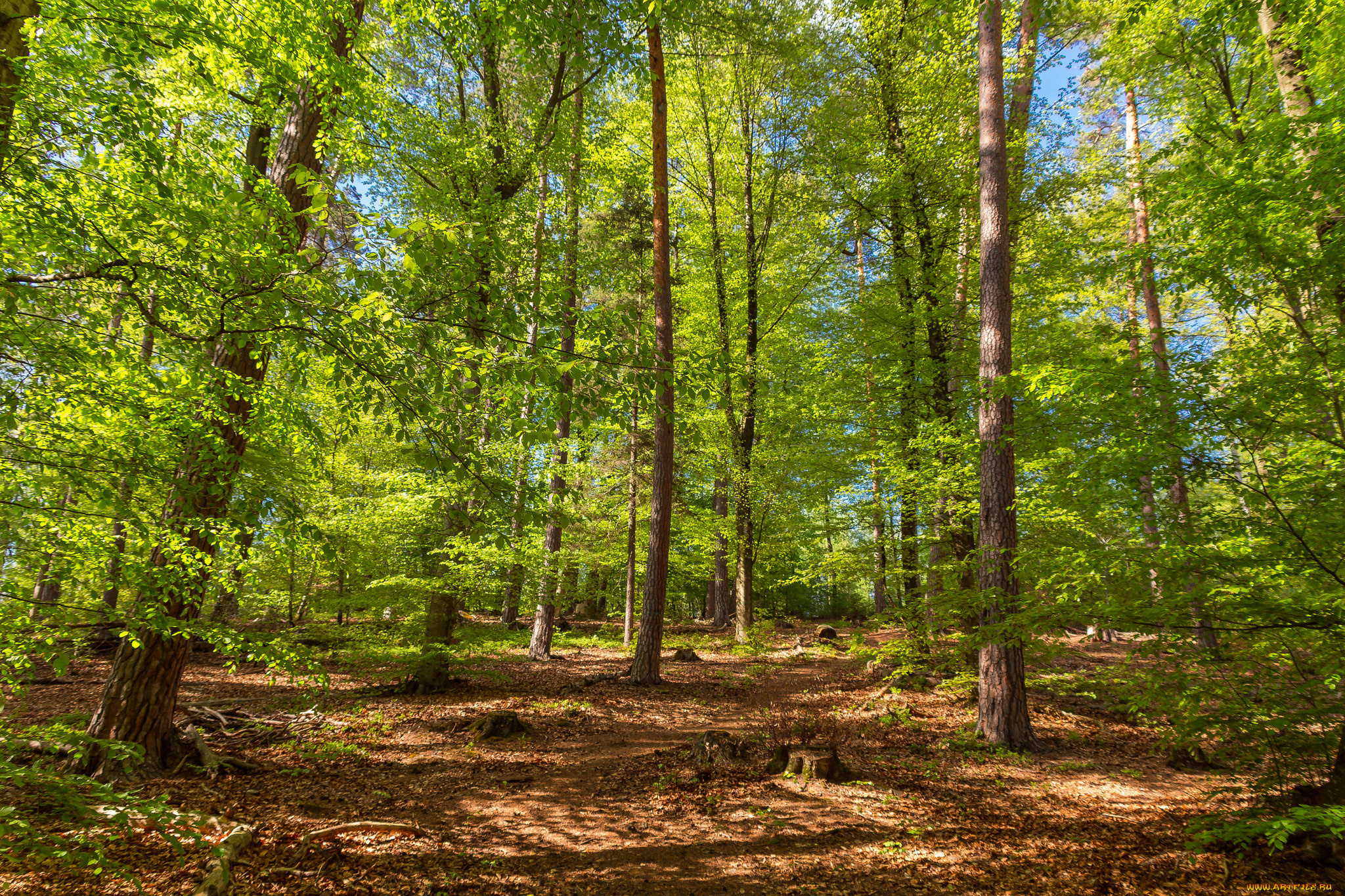природа, лес, деревья