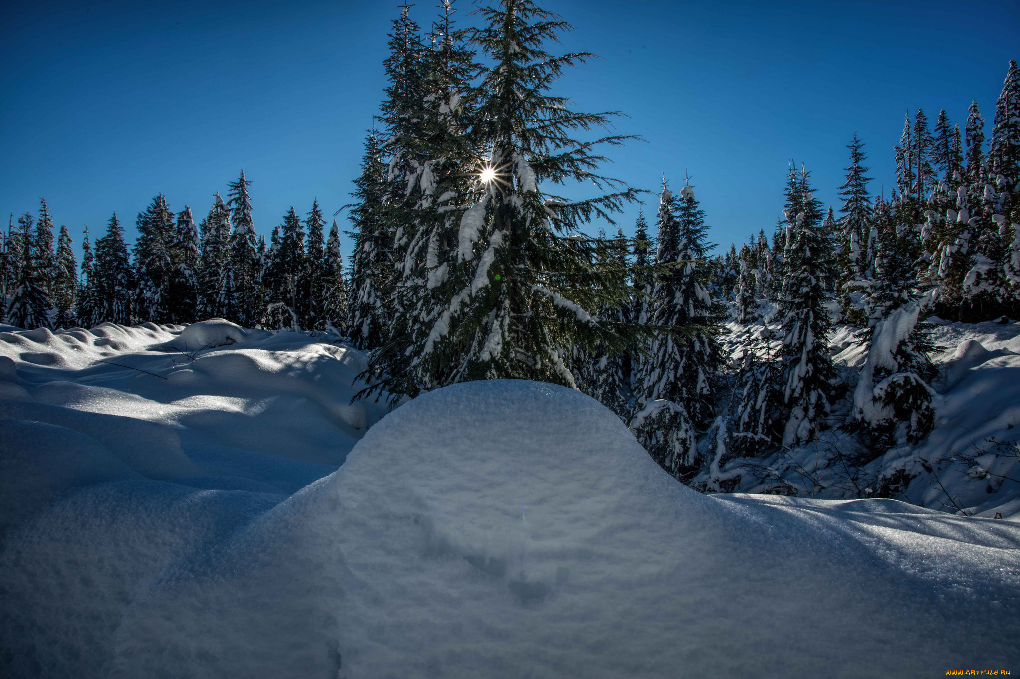 природа, зима, снег