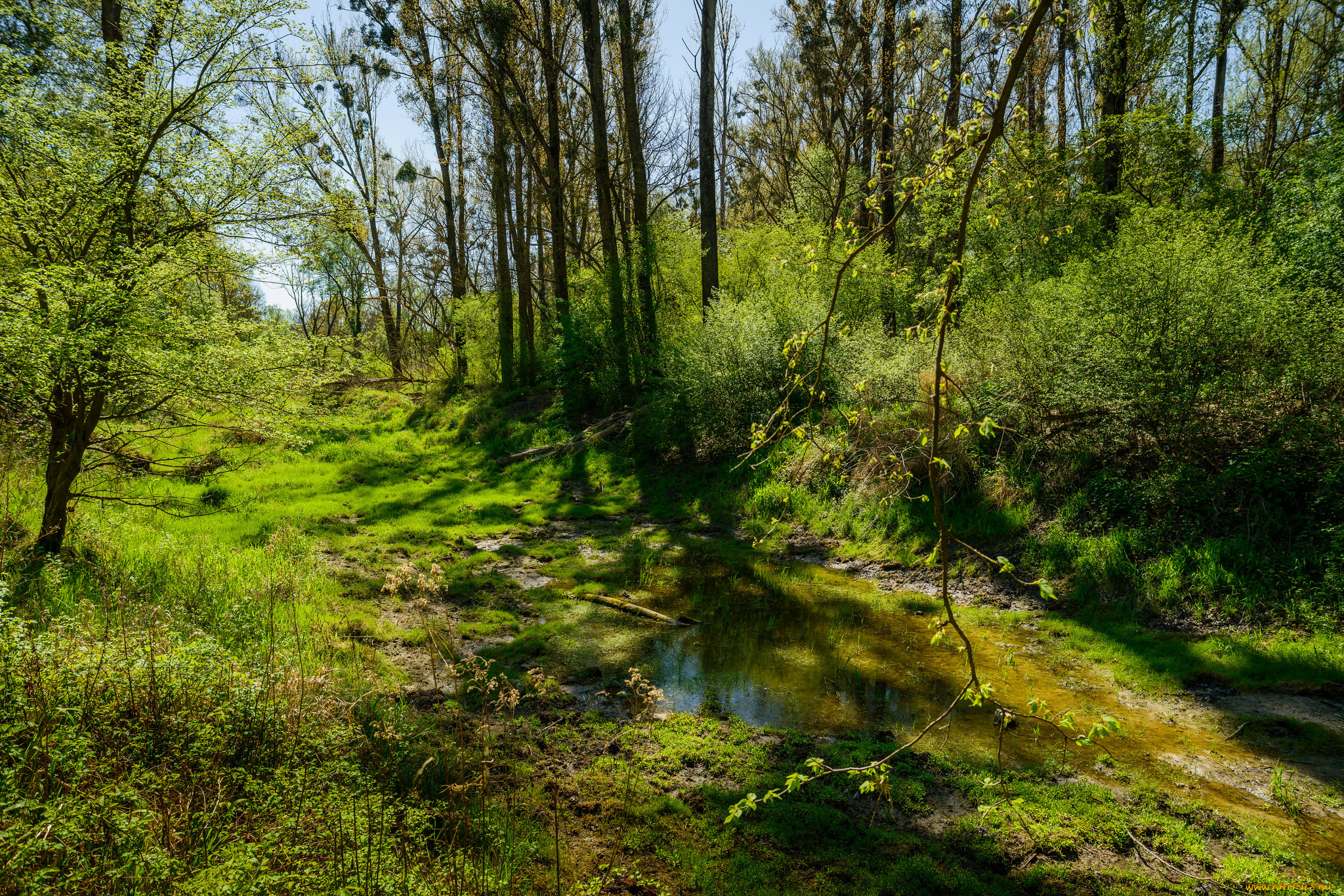 природа, лес, деревья