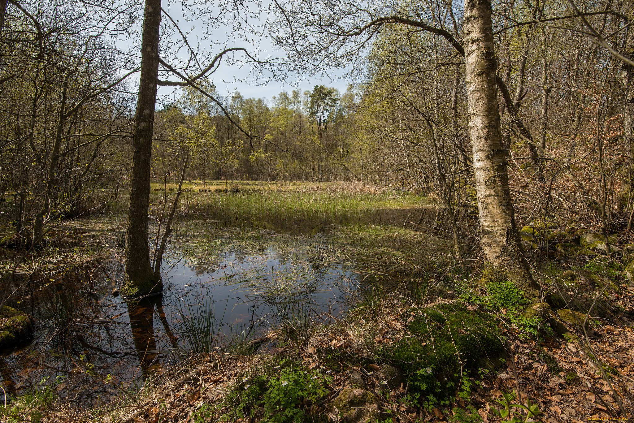 природа, реки, озера, река, лес