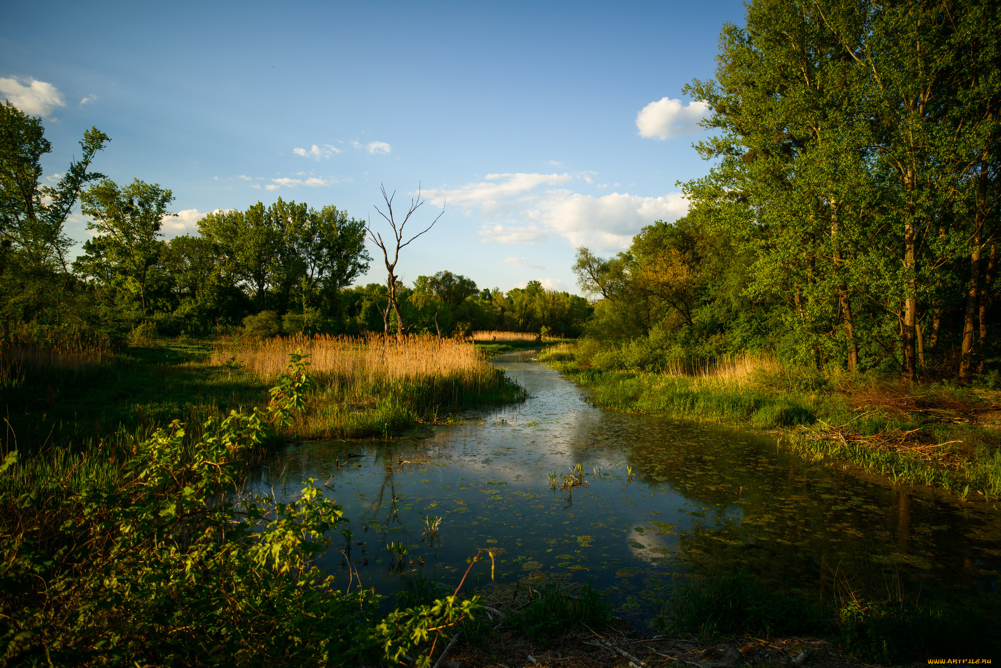 природа, реки, озера, река, лес