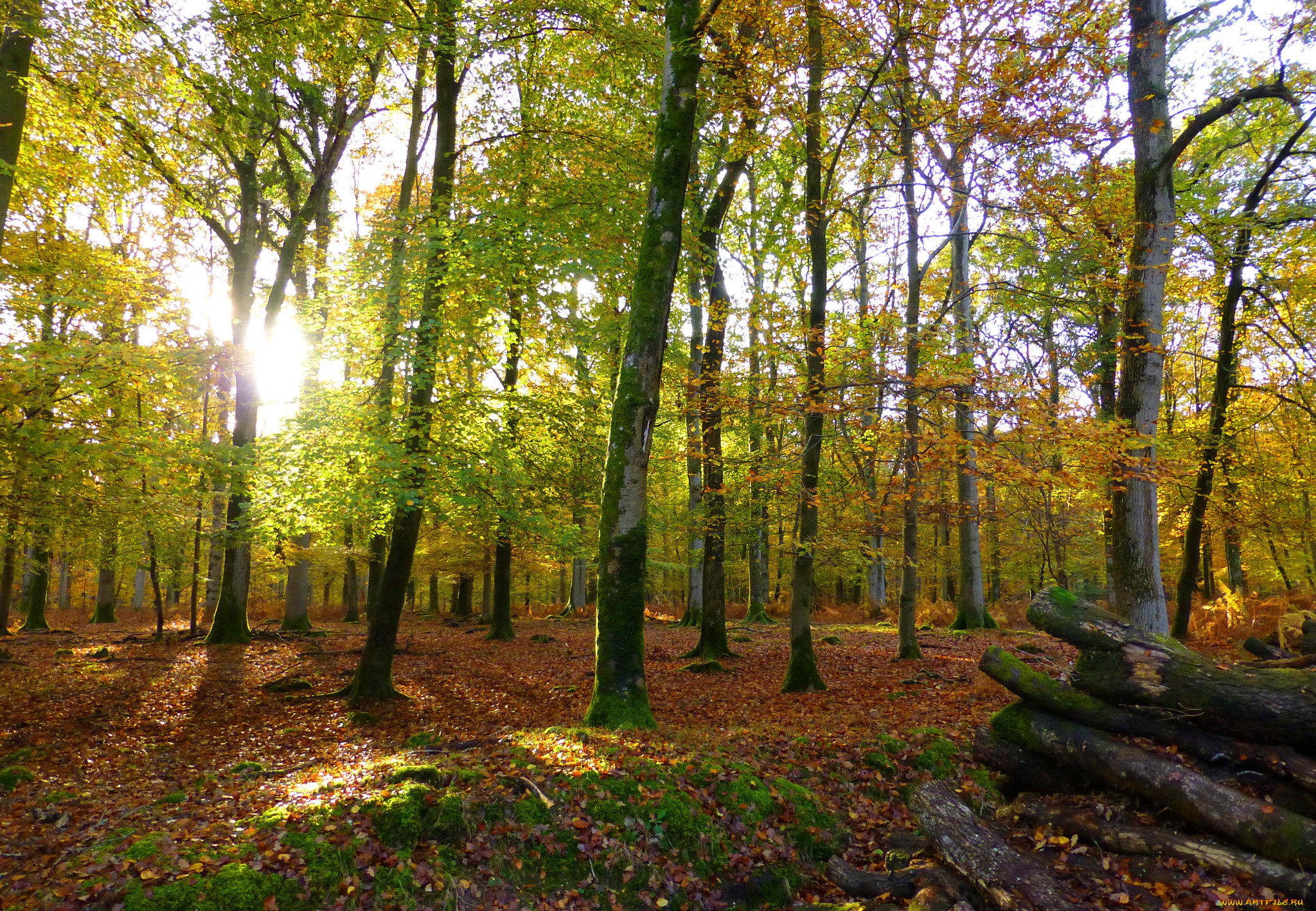 природа, лес, деревья