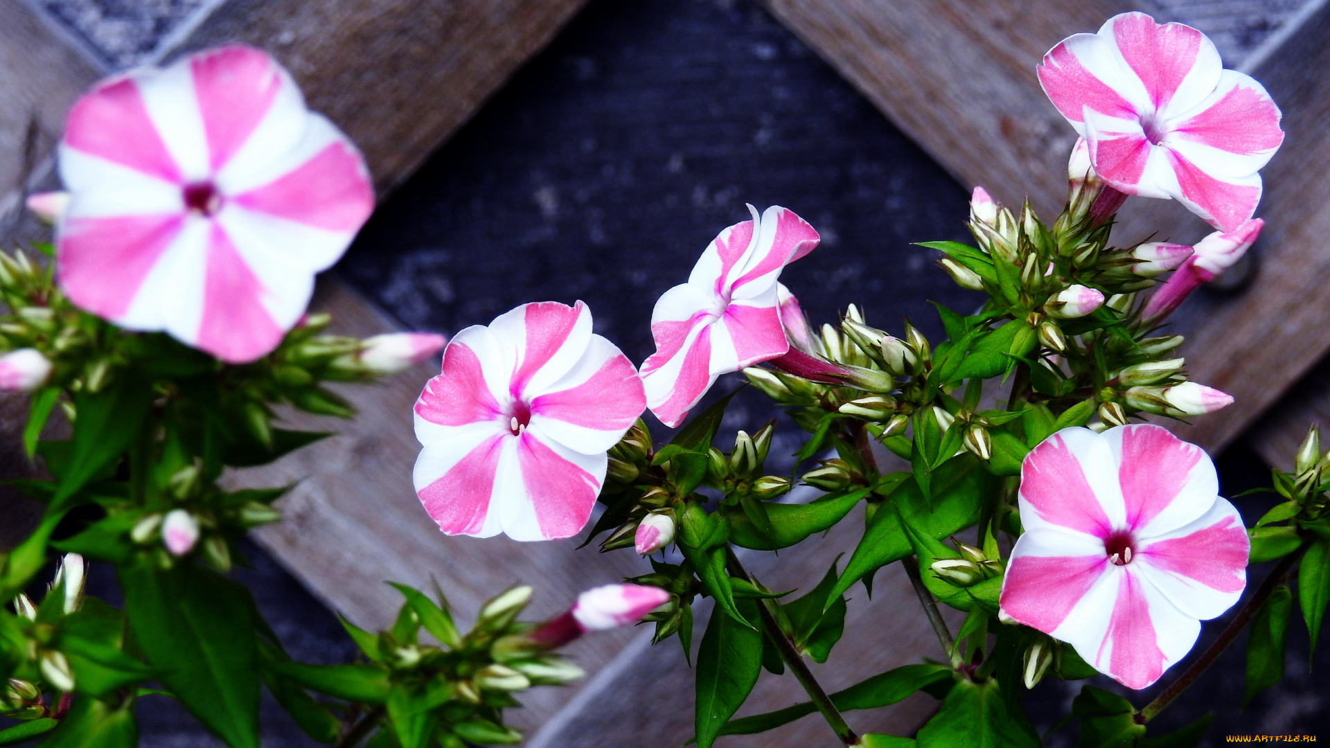 цветы, флоксы, двухцветный