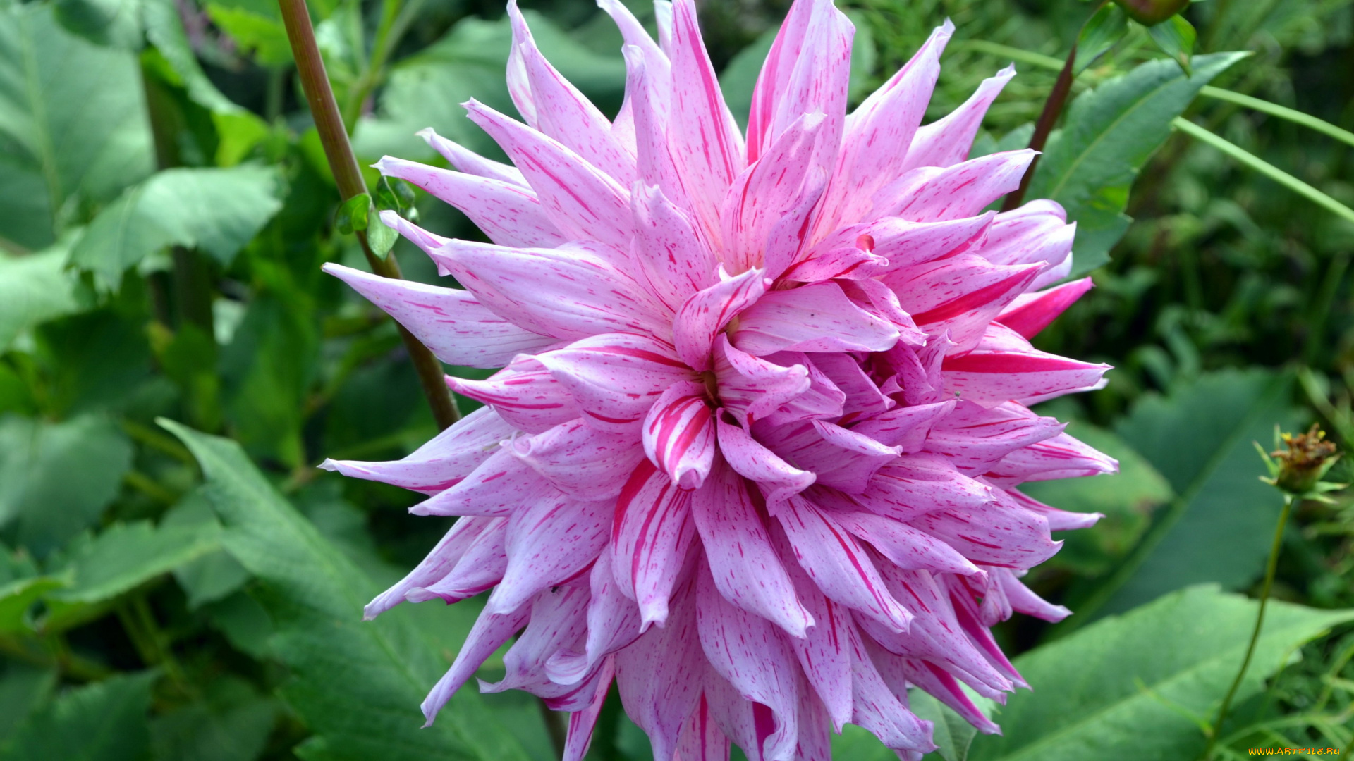 цветы, георгины, пестрый