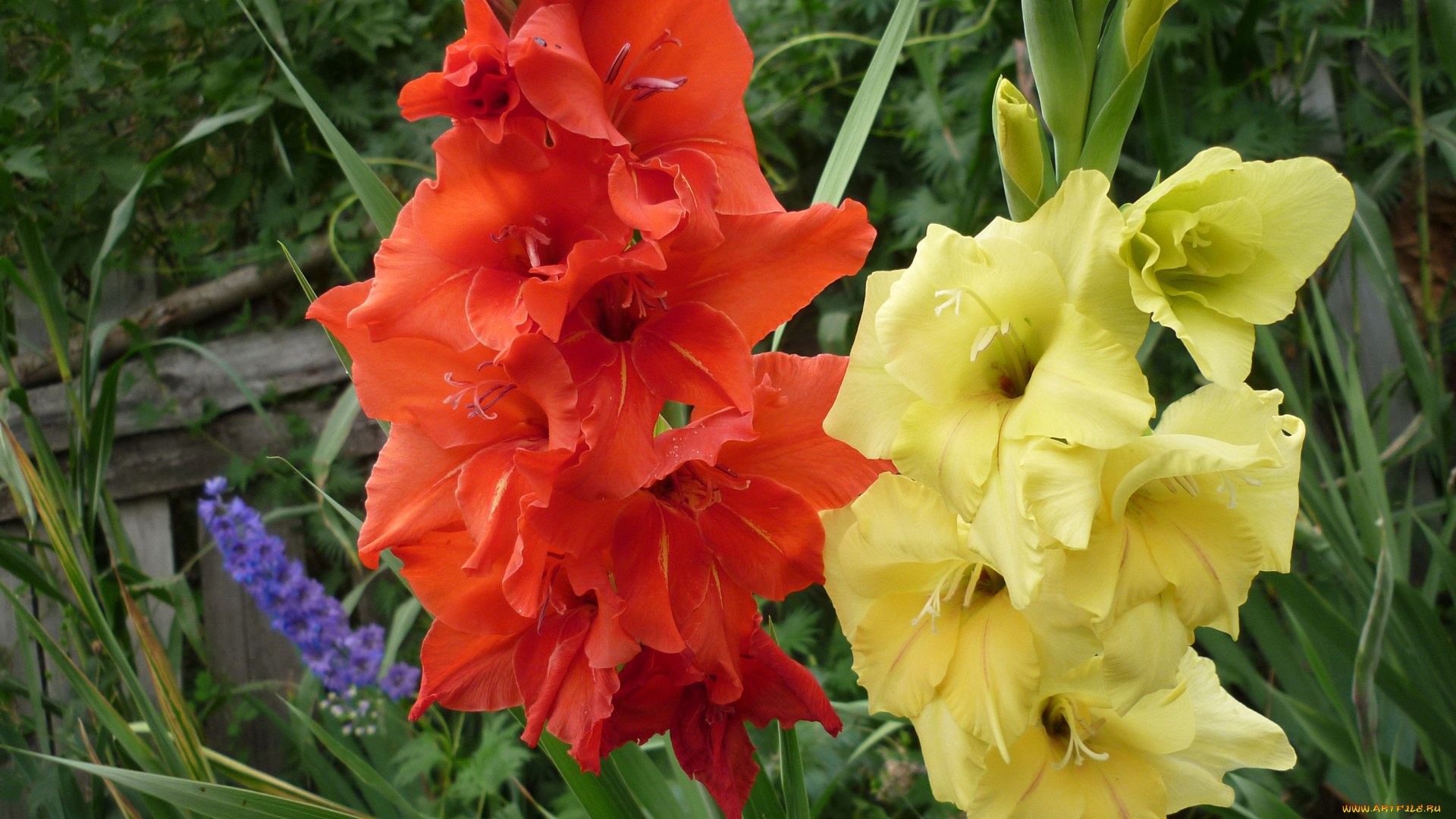 цветы, гладиолусы