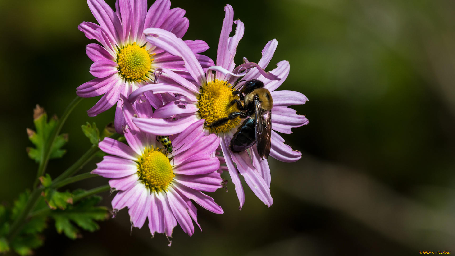 цветы, хризантемы, хризантема