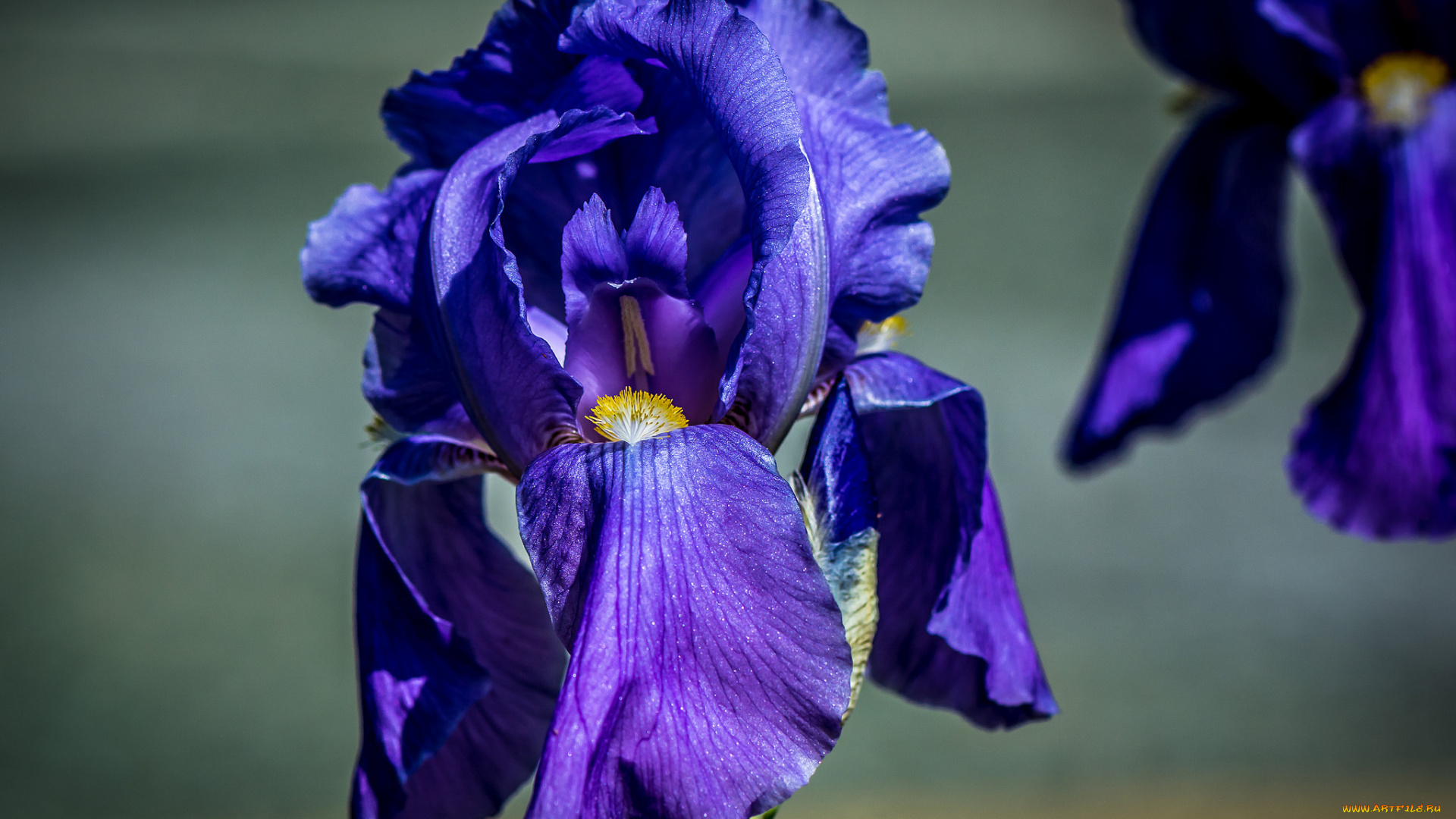 цветы, ирисы, ирис
