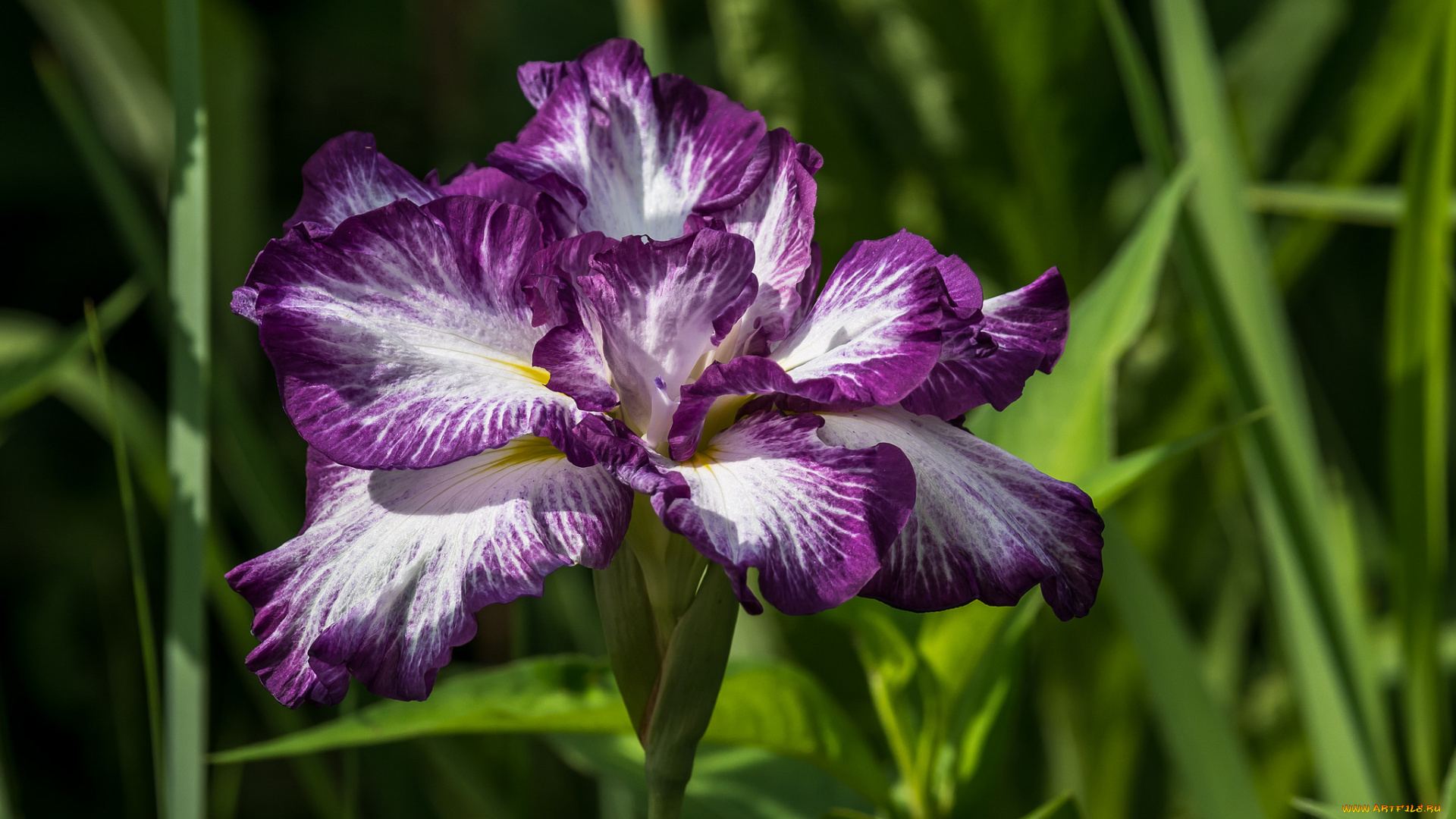 цветы, ирисы, ирис