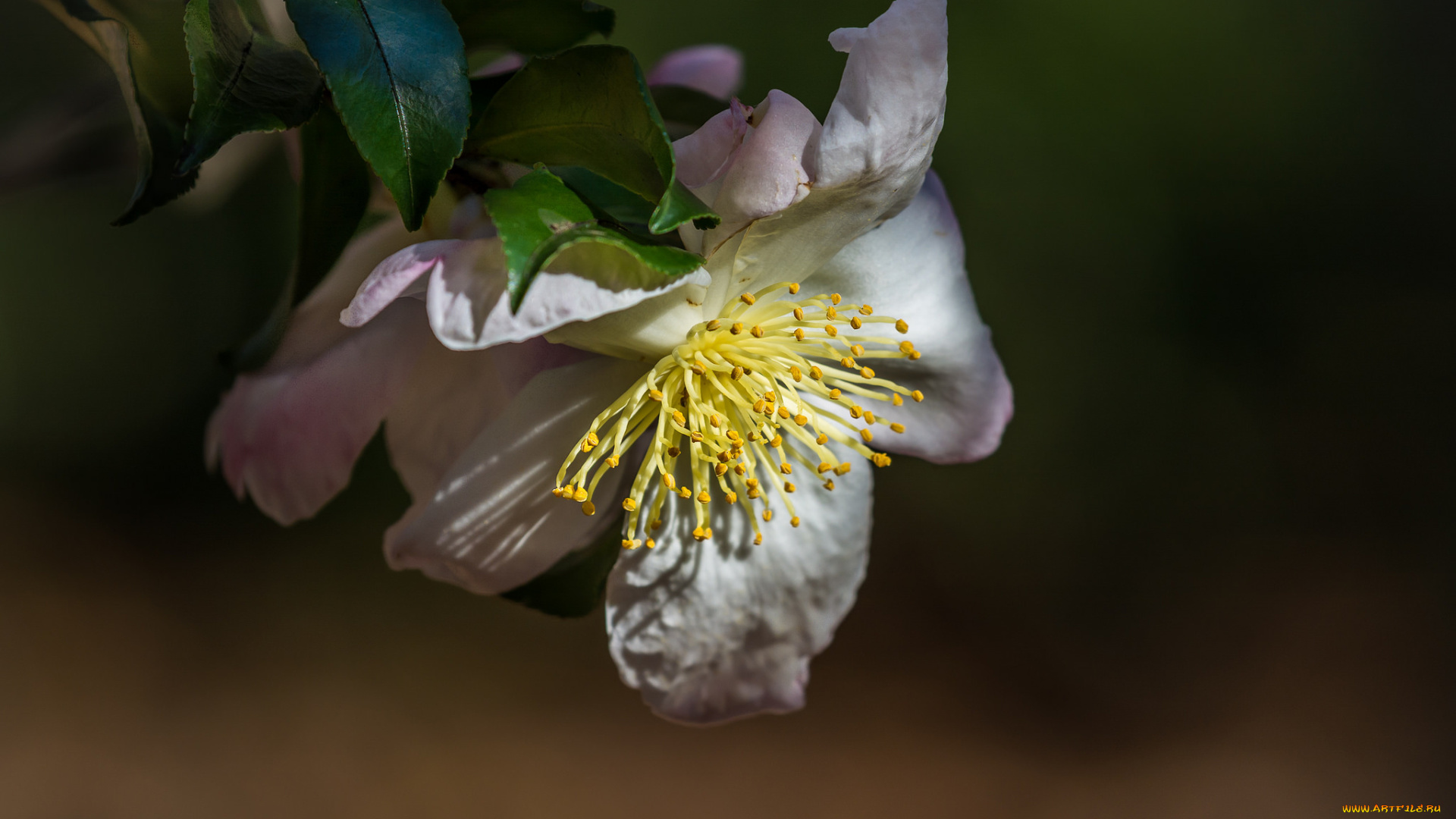 цветы, камелии, камелия
