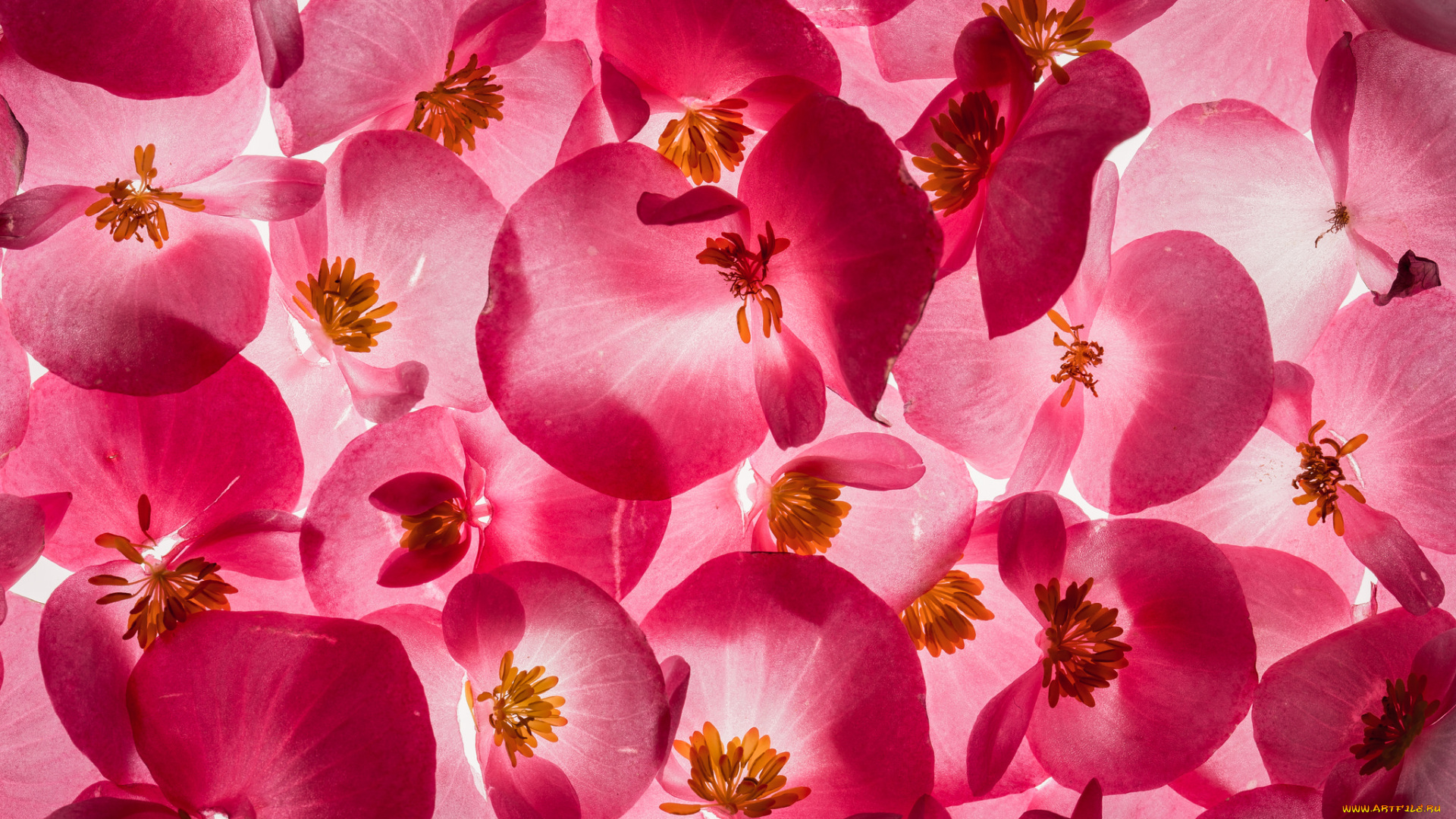 цветы, кизил