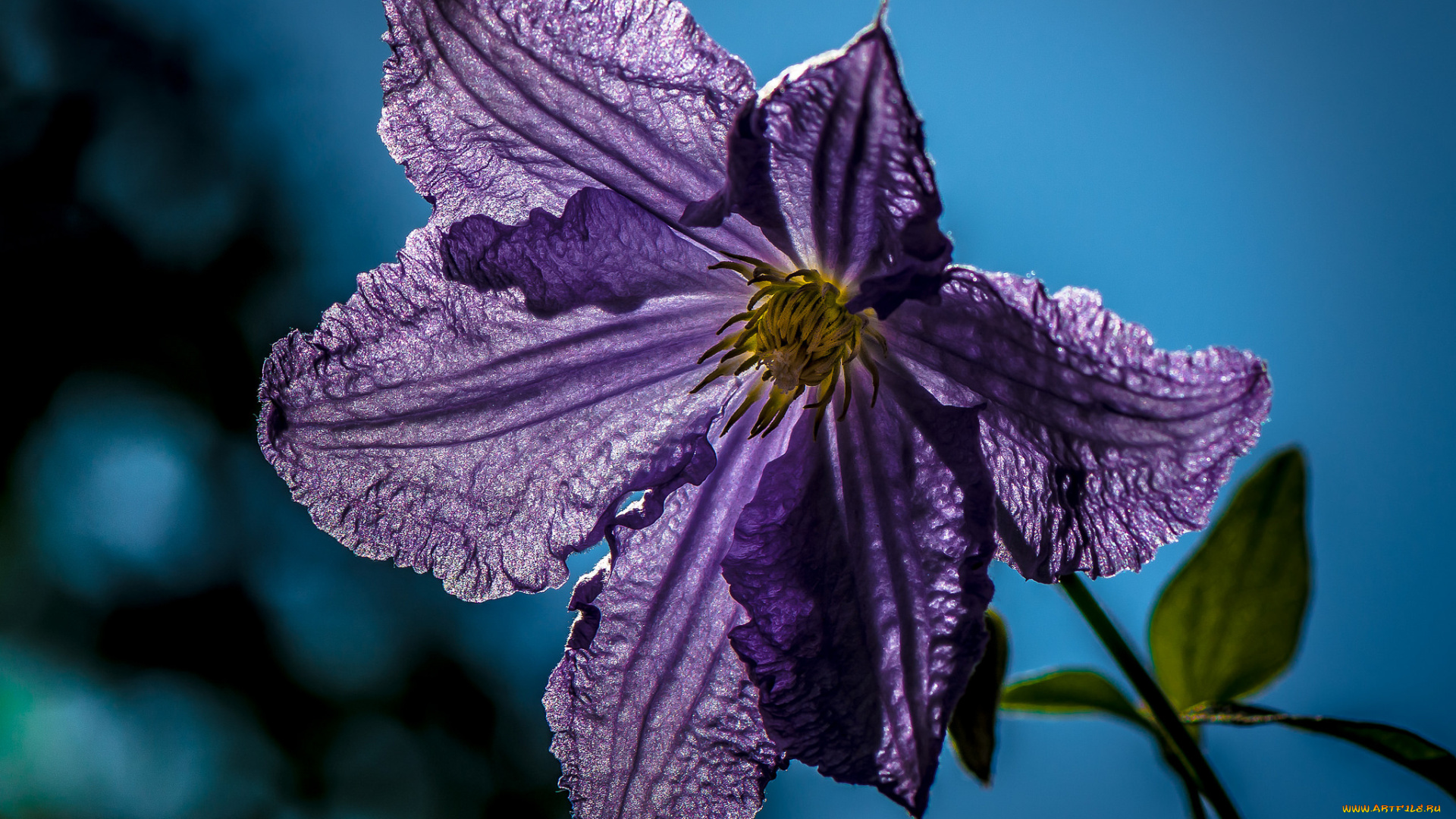 цветы, клематис, , ломонос, клематис