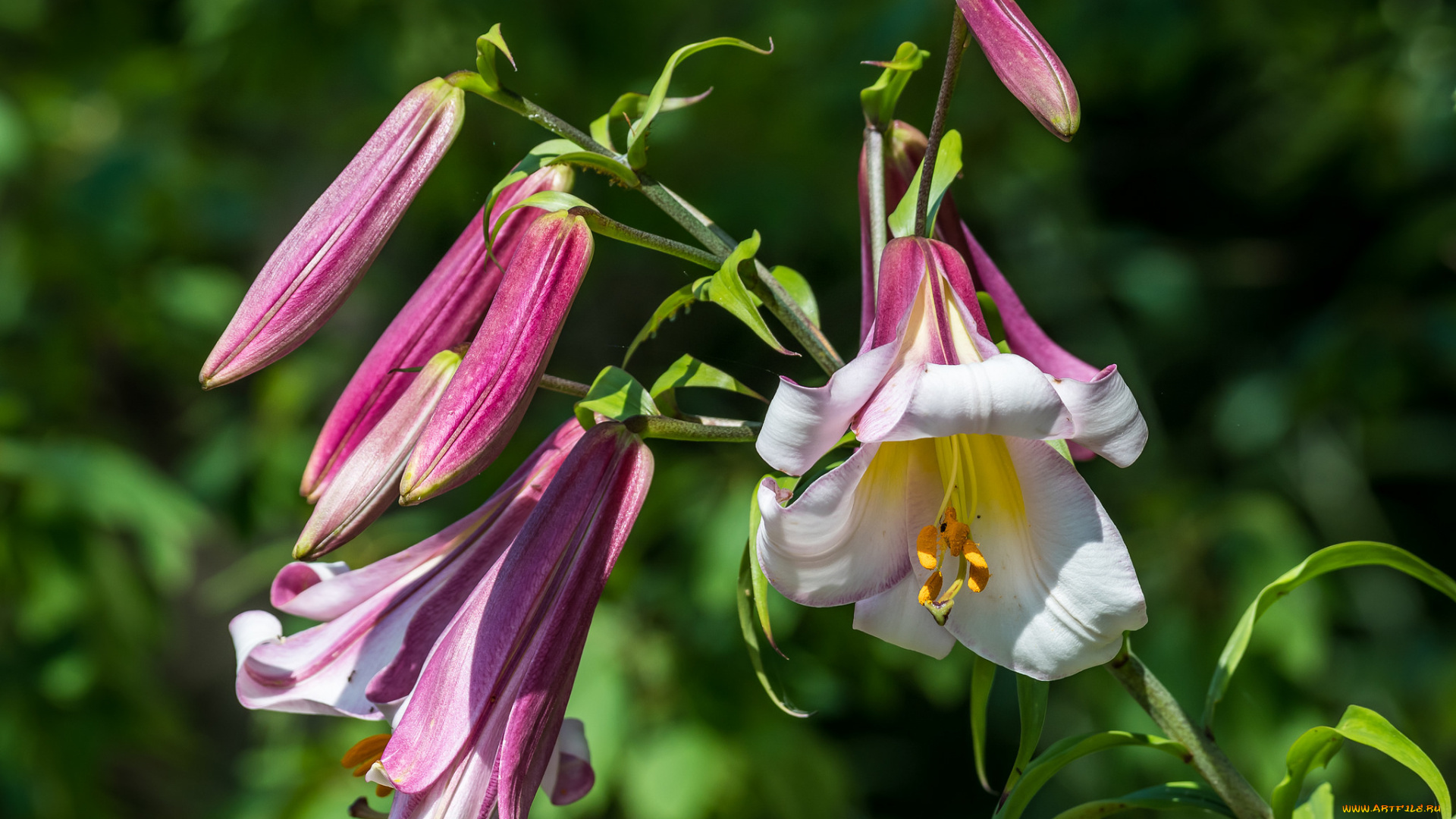 цветы, лилии, , лилейники