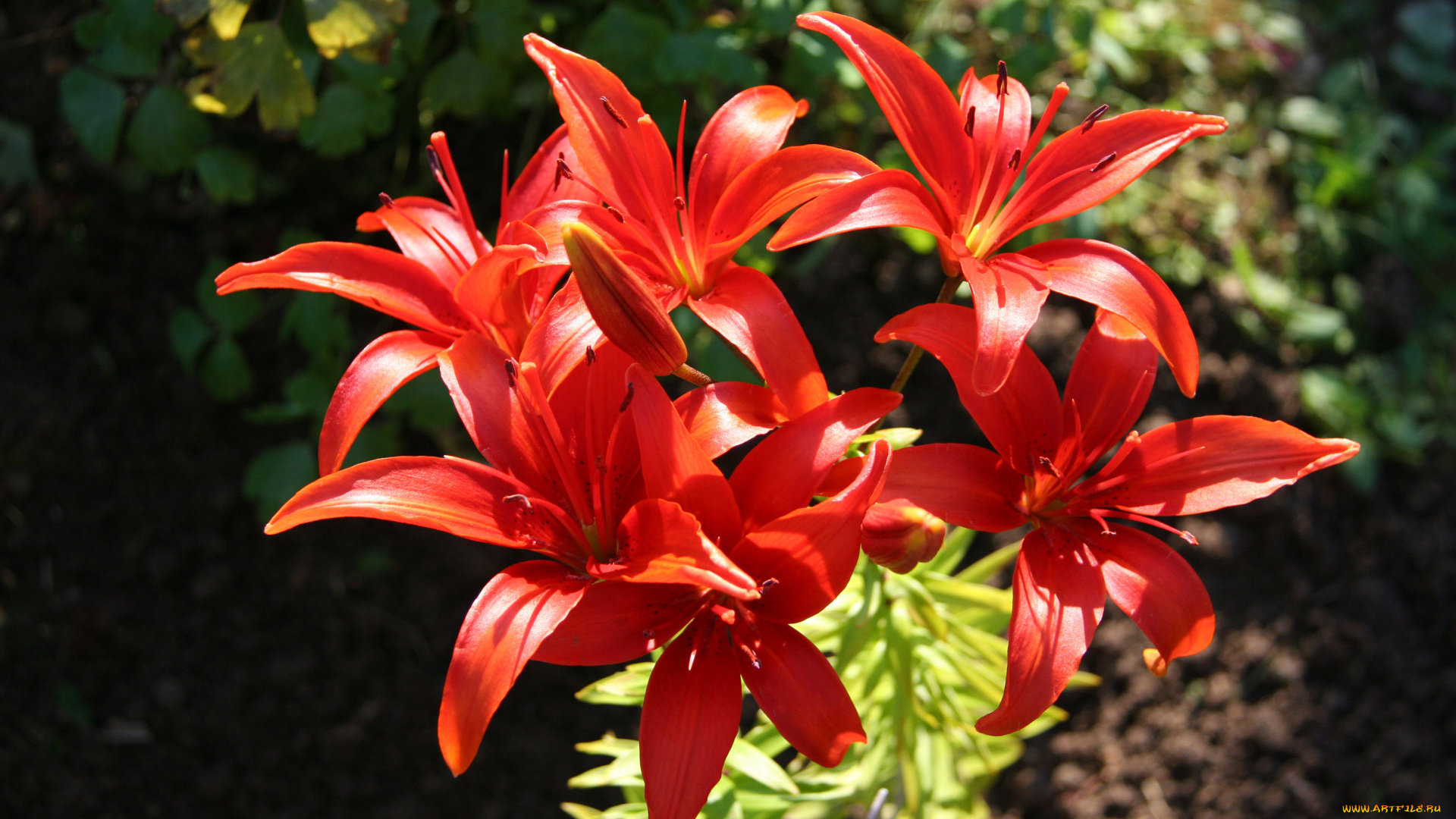 цветы, лилии, , лилейники, фон, лепестки