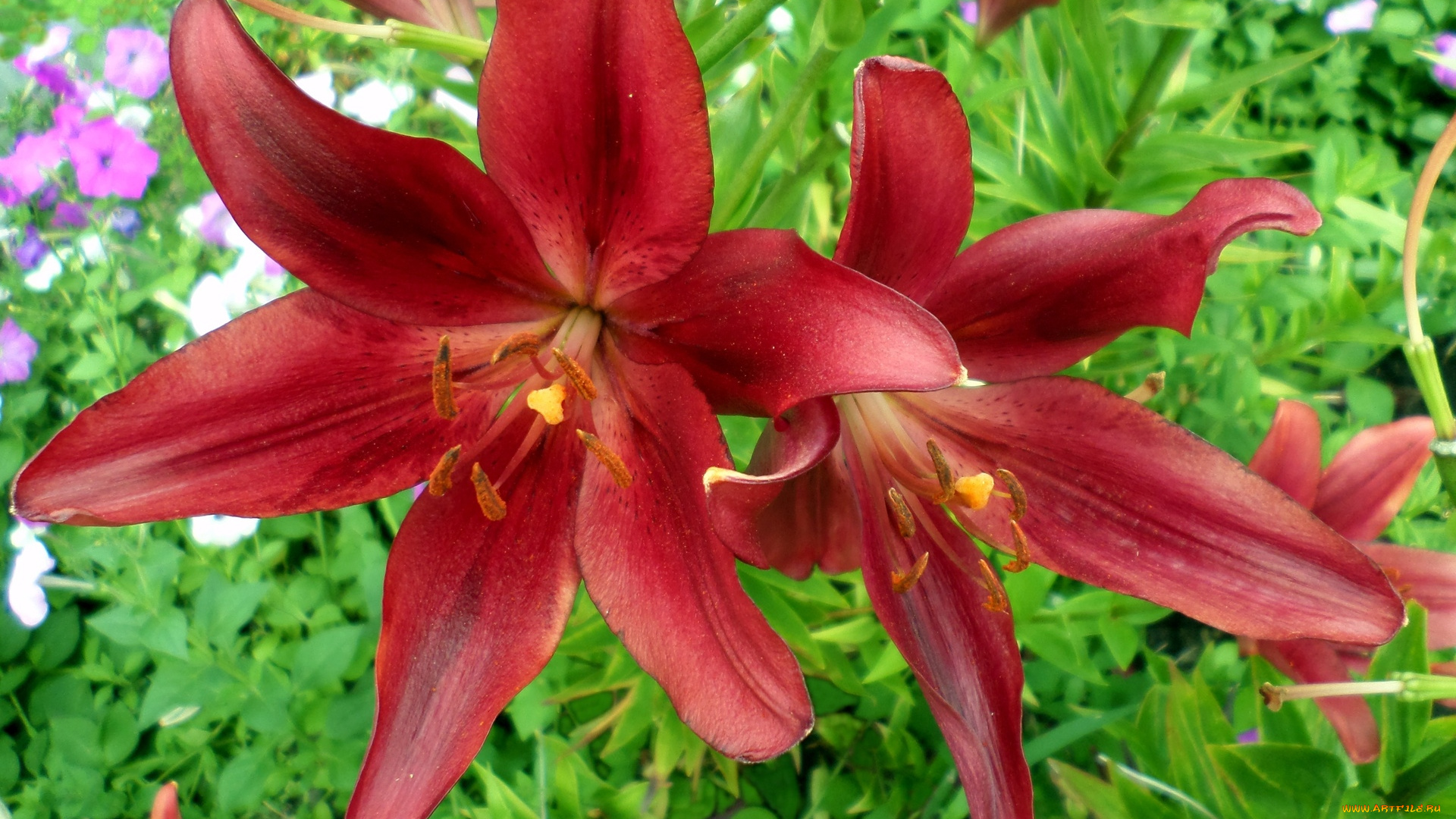 цветы, лилии, , лилейники, июль, декоративная, лилия