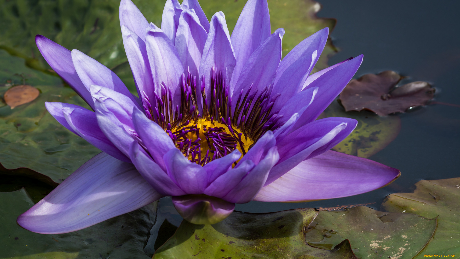 цветы, лилии, водяные, , нимфеи, , кувшинки, лилия