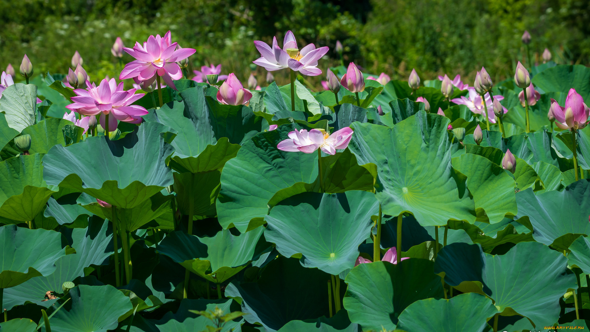 цветы, лотосы