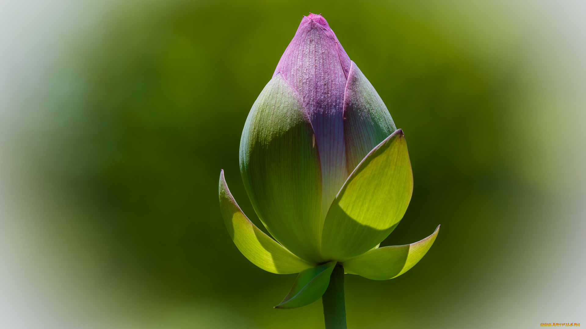 цветы, лотосы, бутон