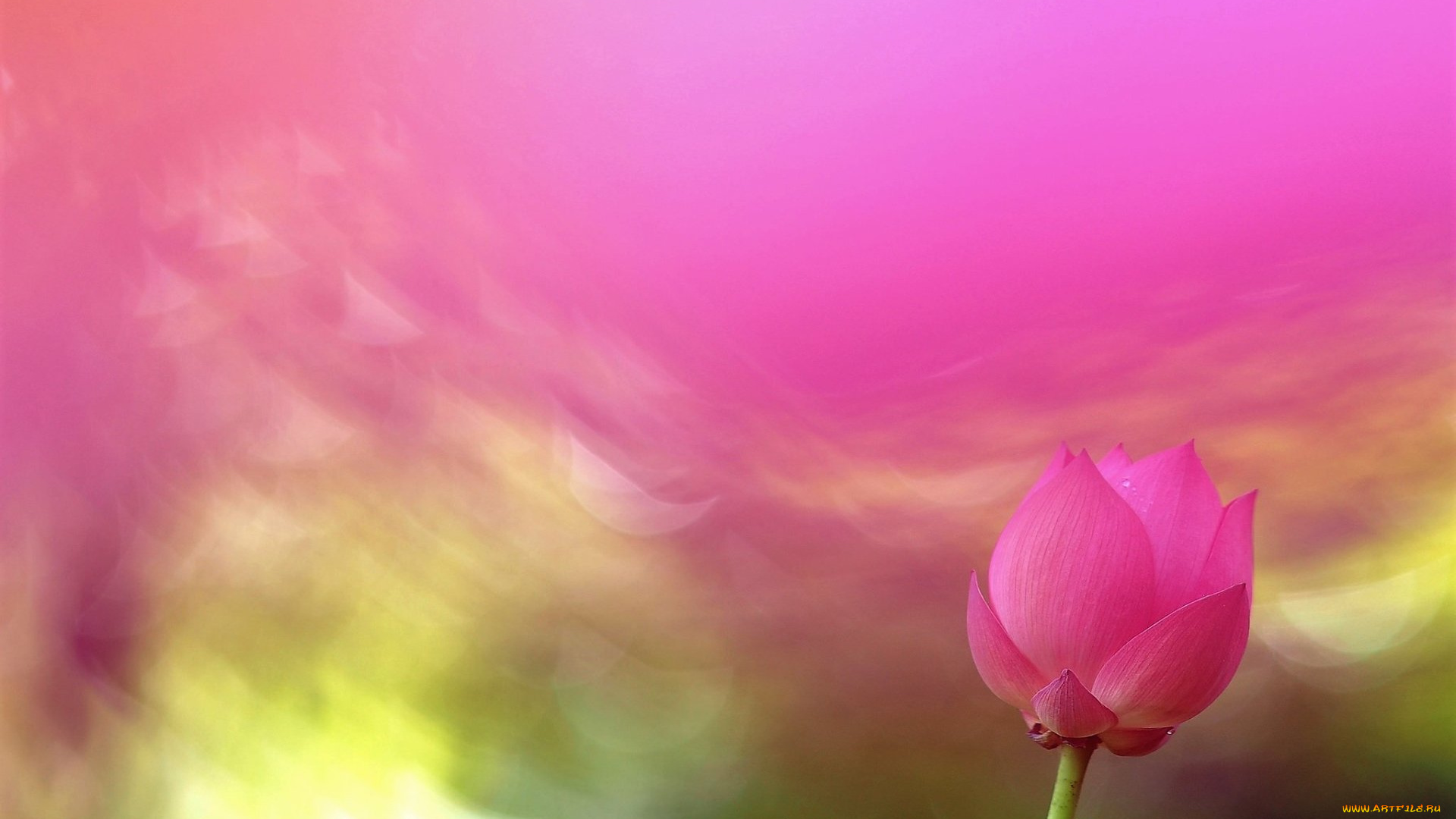 цветы, лотосы, лотос