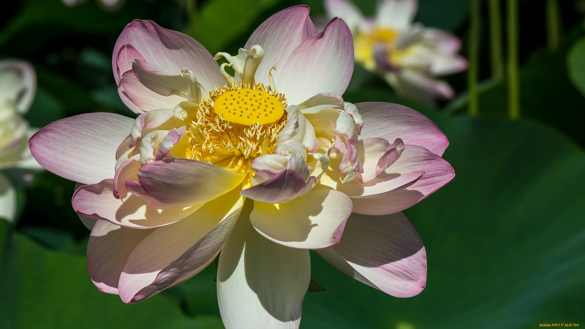 цветы, лотосы, лотос