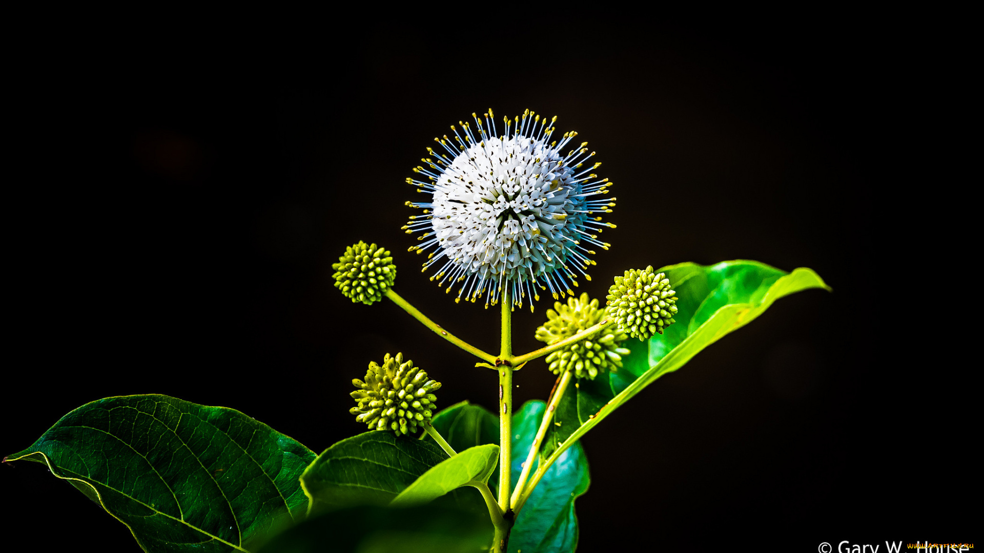 цветы, луговые, , полевые, , цветы, макро
