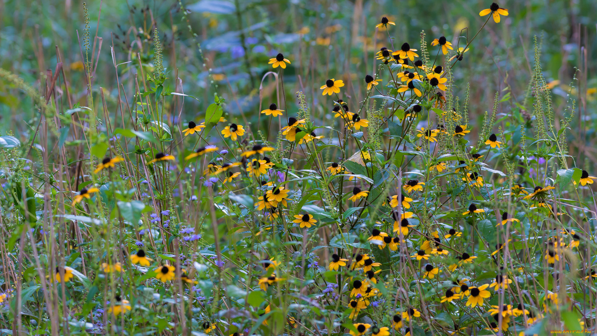 цветы, луговые, , полевые, , цветы, жёлтые