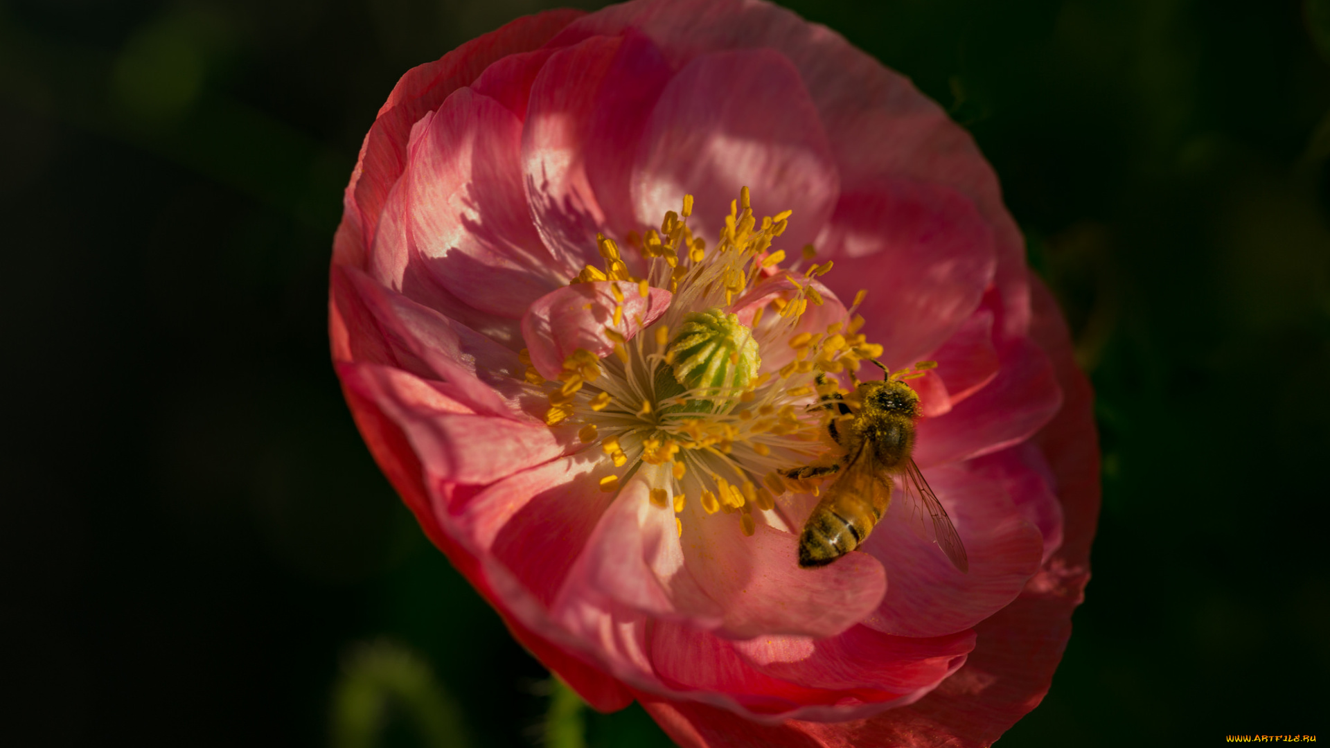 цветы, маки, мак