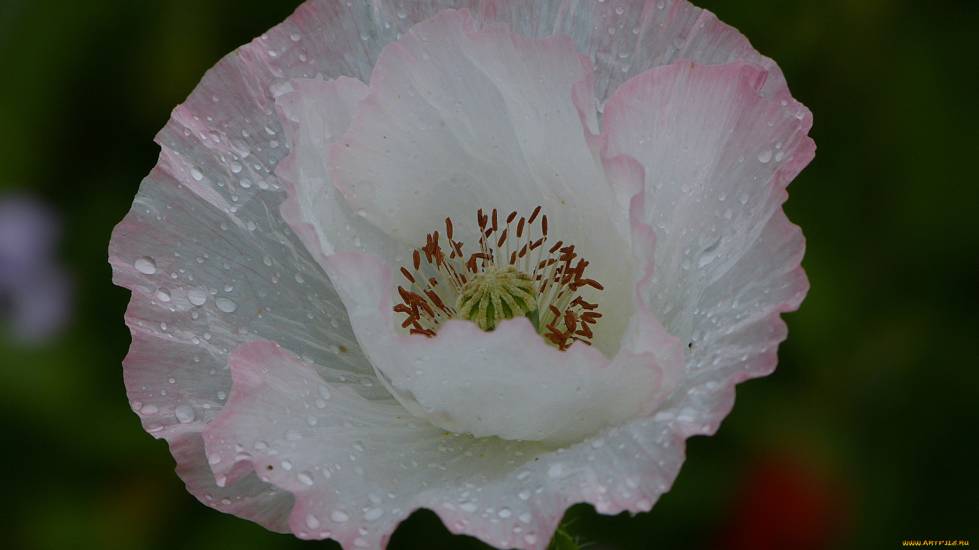 цветы, маки, мак