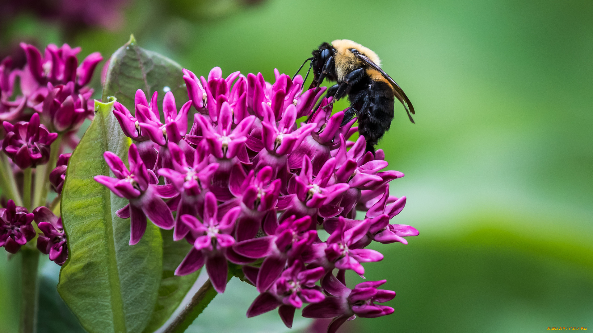 цветы, макро