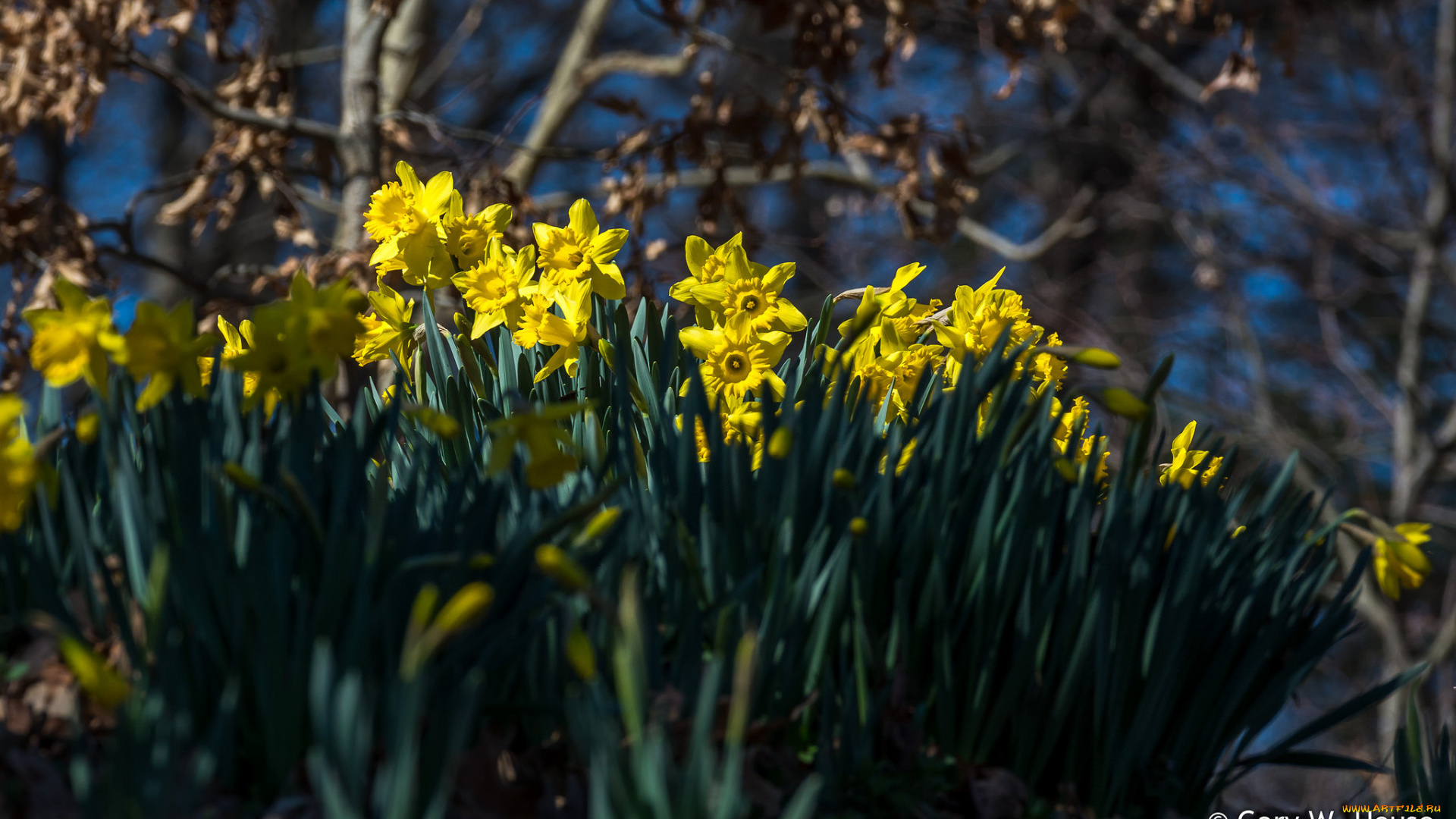 цветы, нарциссы