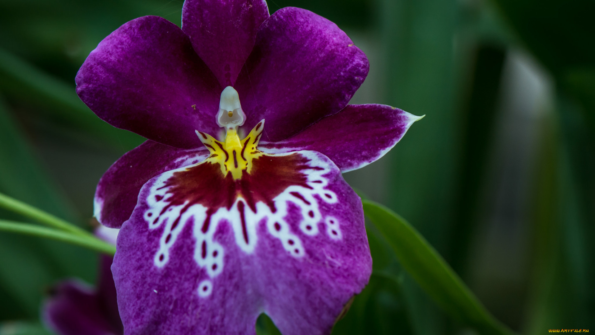цветы, орхидеи, орхидея
