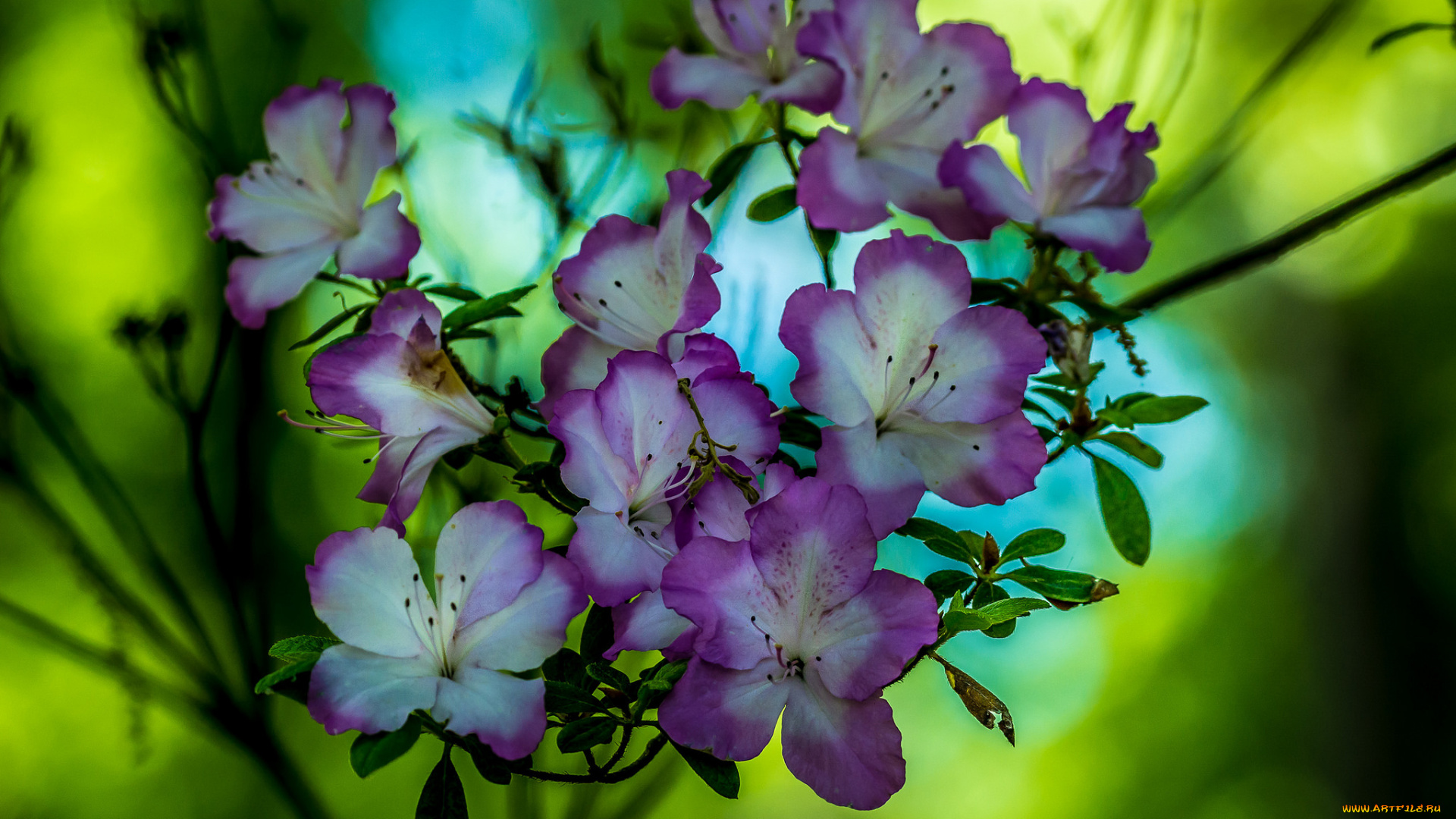 цветы, рододендроны, , азалии, фиолетовые