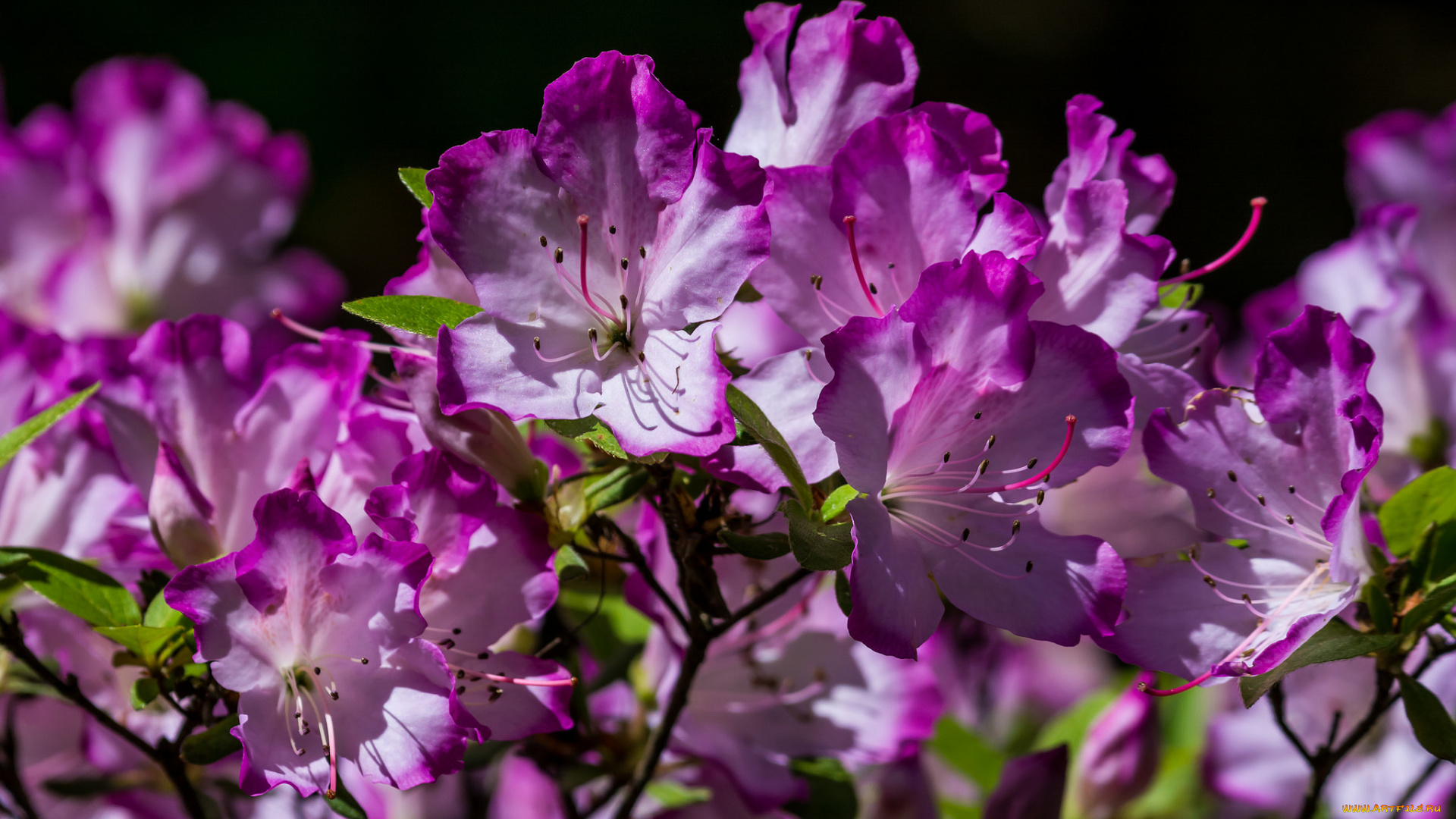 цветы, рододендроны, , азалии, розовые