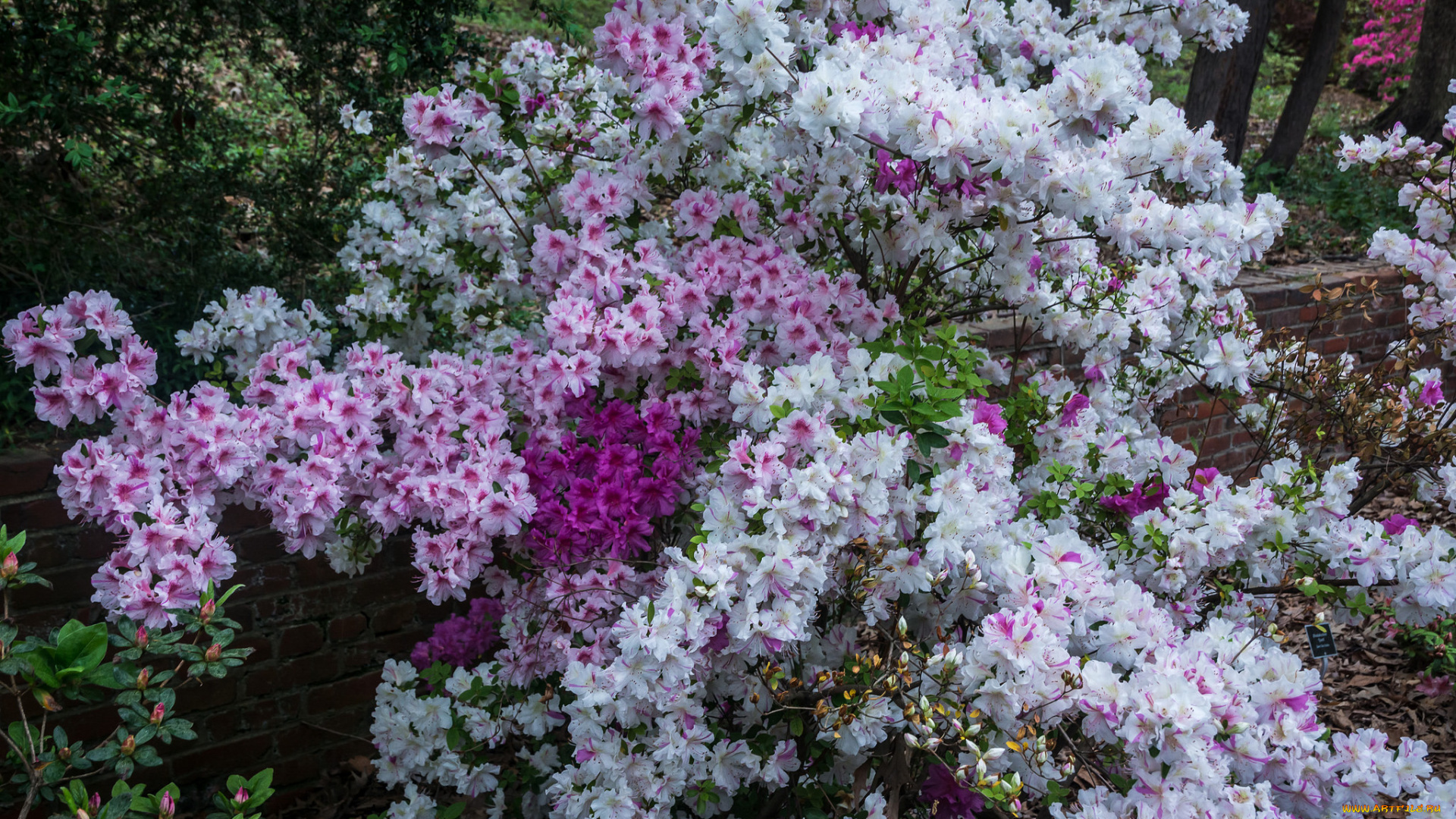 цветы, рододендроны, , азалии, весна